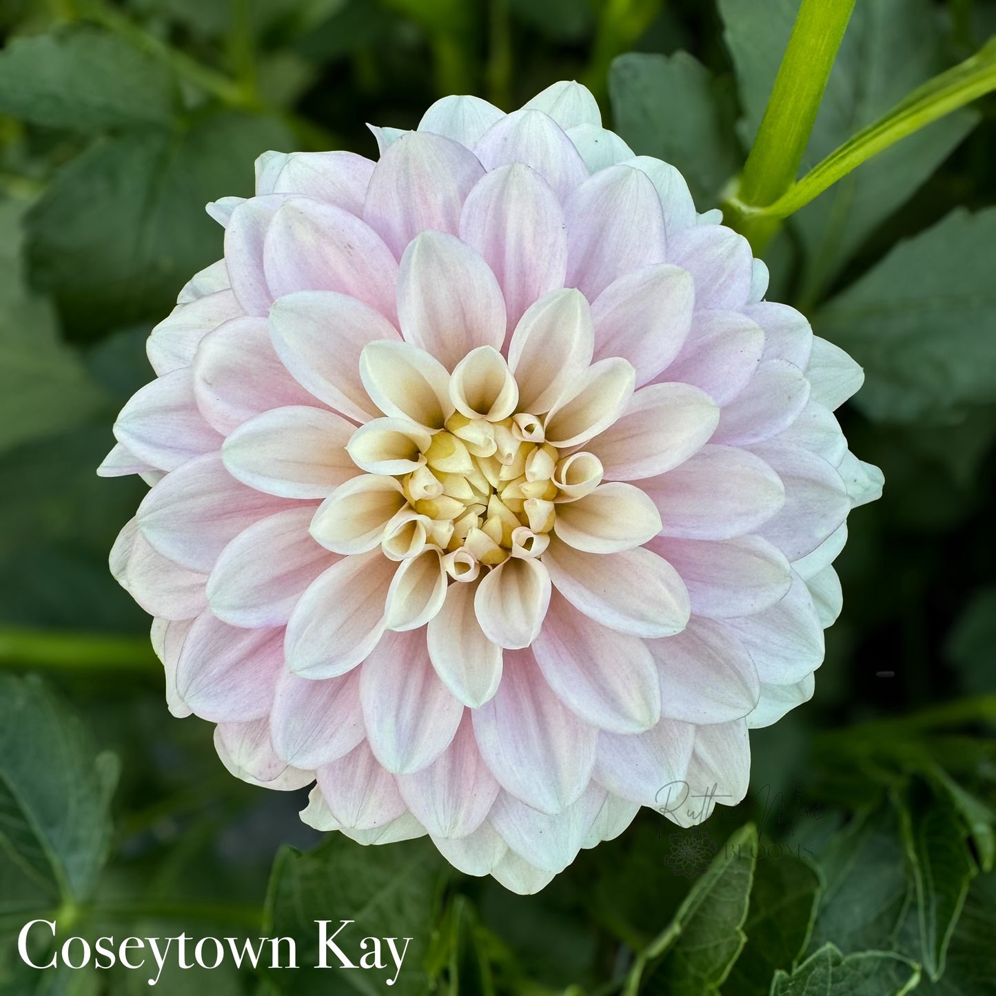 Coseytown Kay