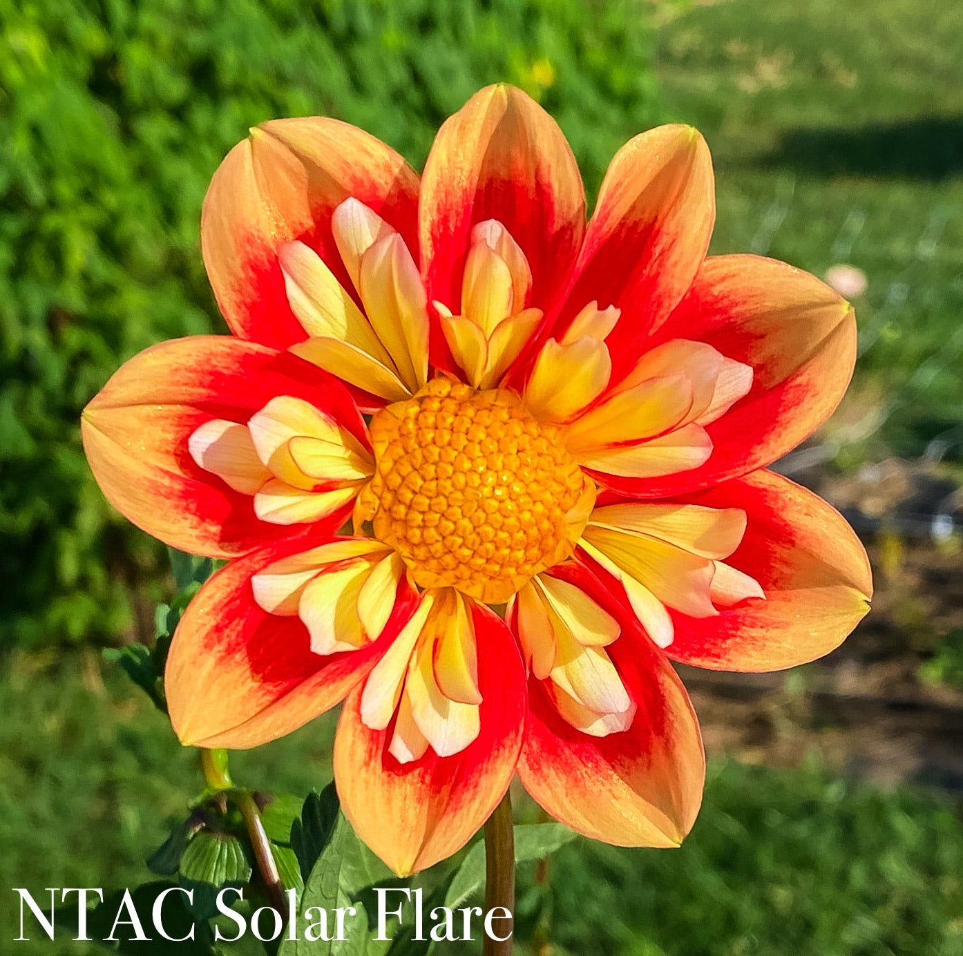 NTAC Solar Flare