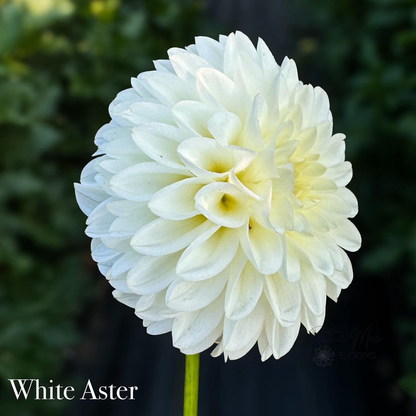 White Aster