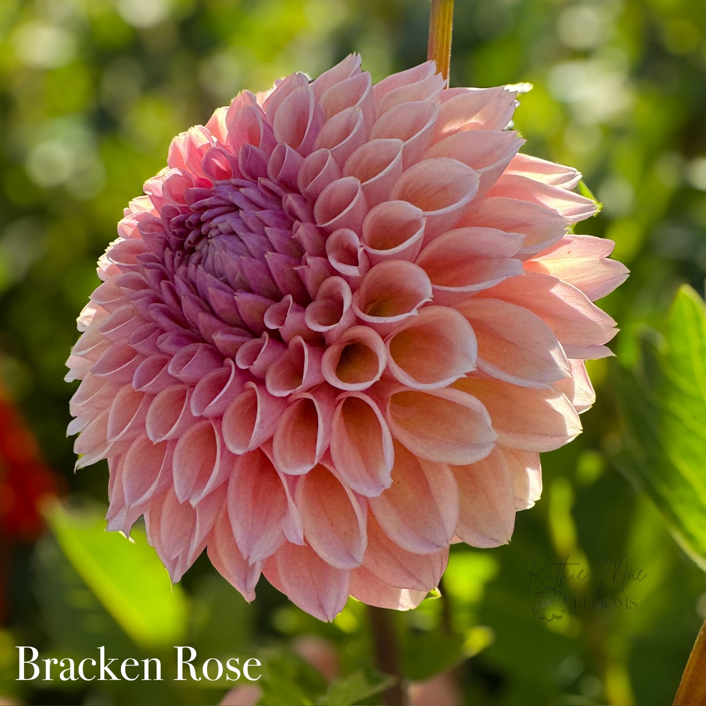 Bracken Rose