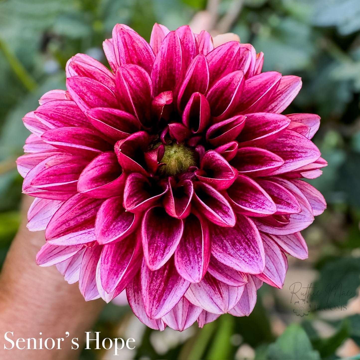 Seniors Hope
