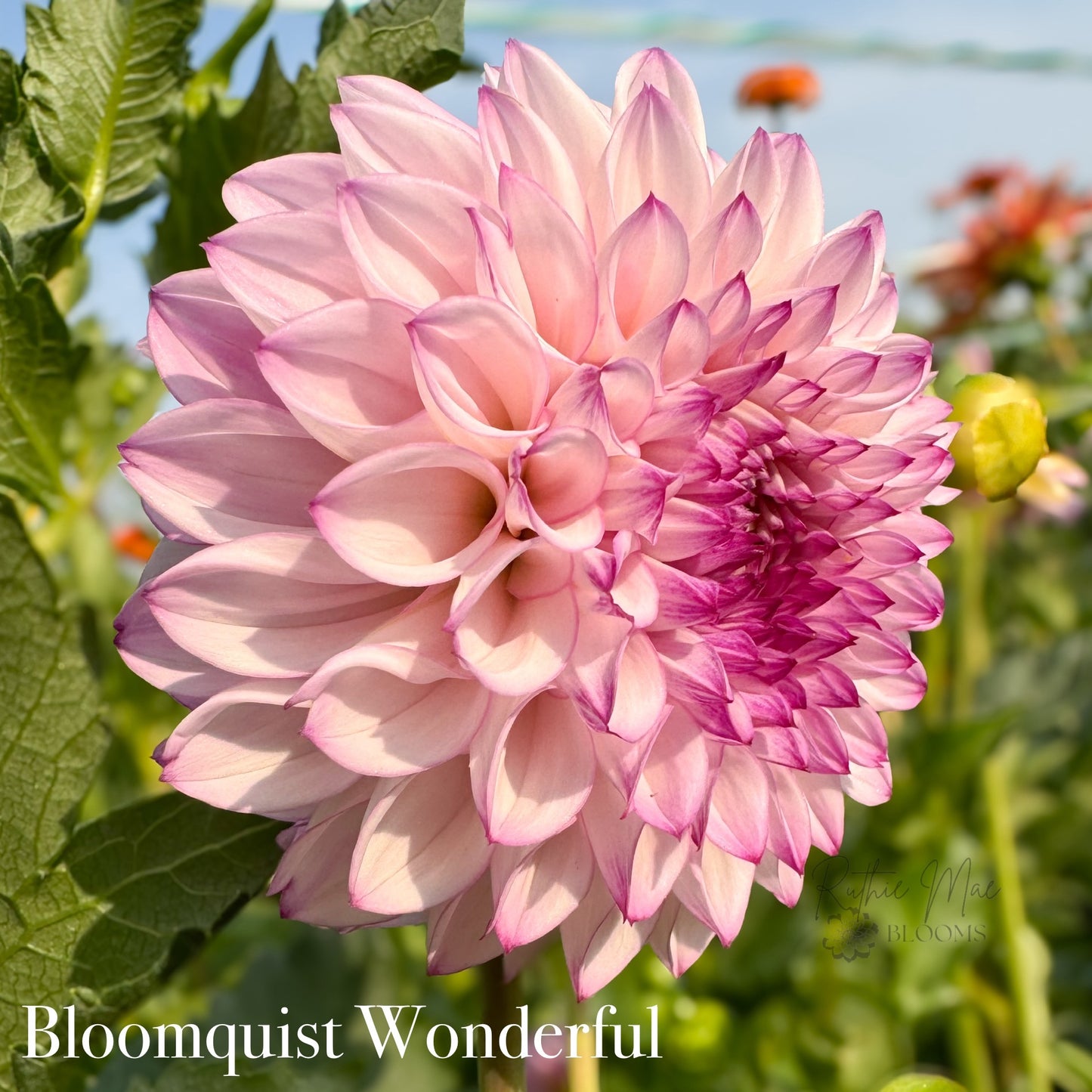 Bloomquist Wonderful