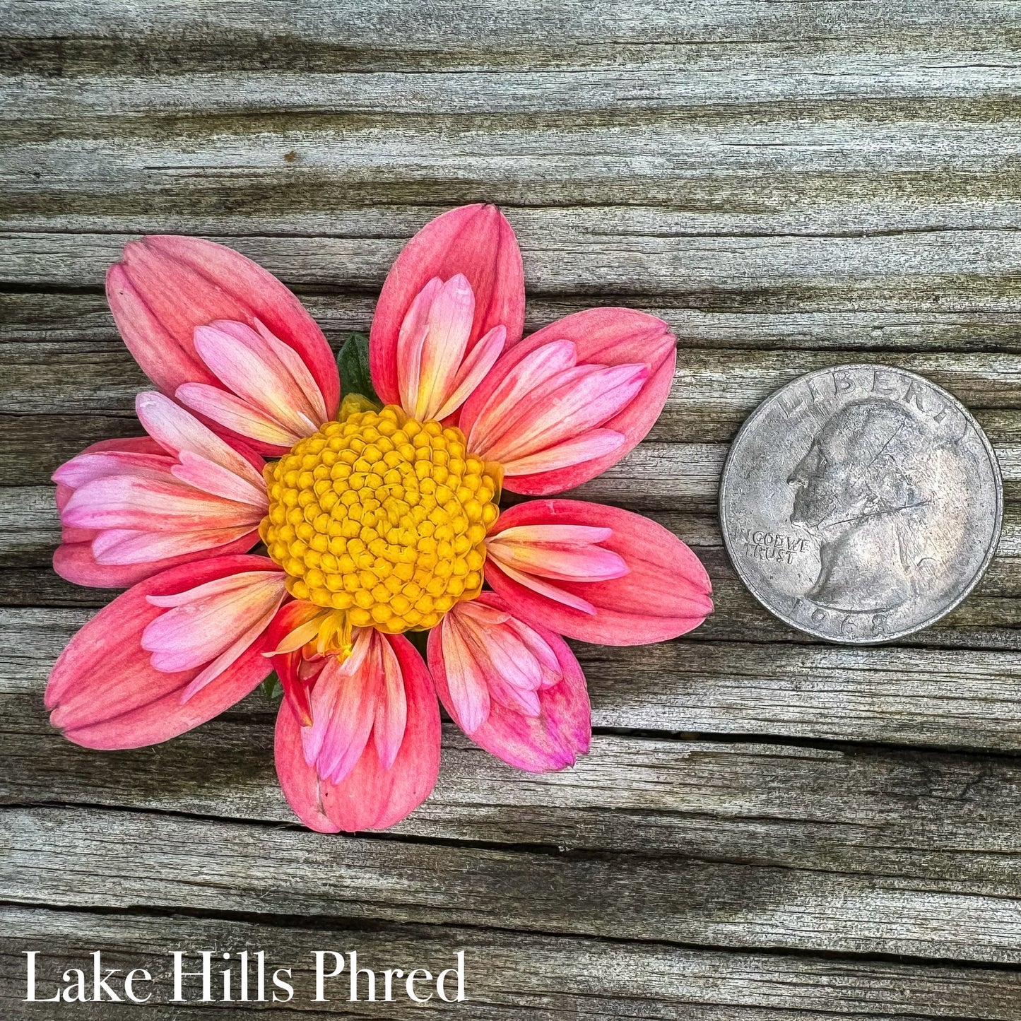 Lake hills Phred
