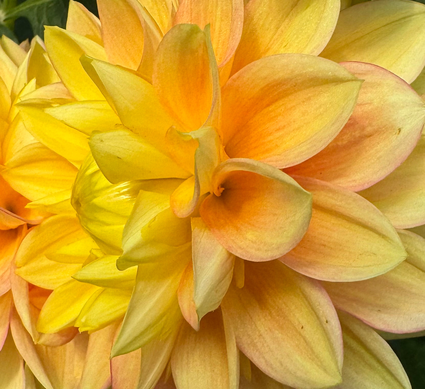 Clearview Crackerjack