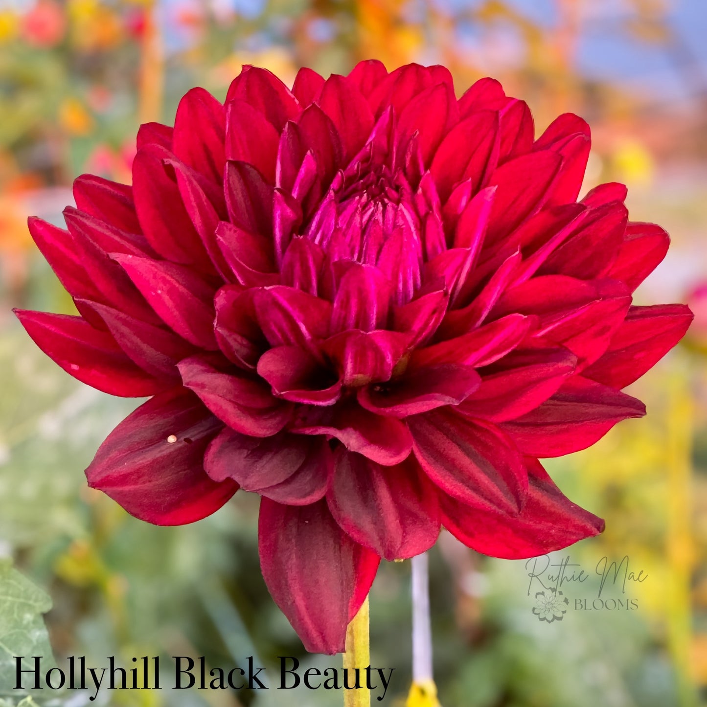 Hollyhill Black Beauty