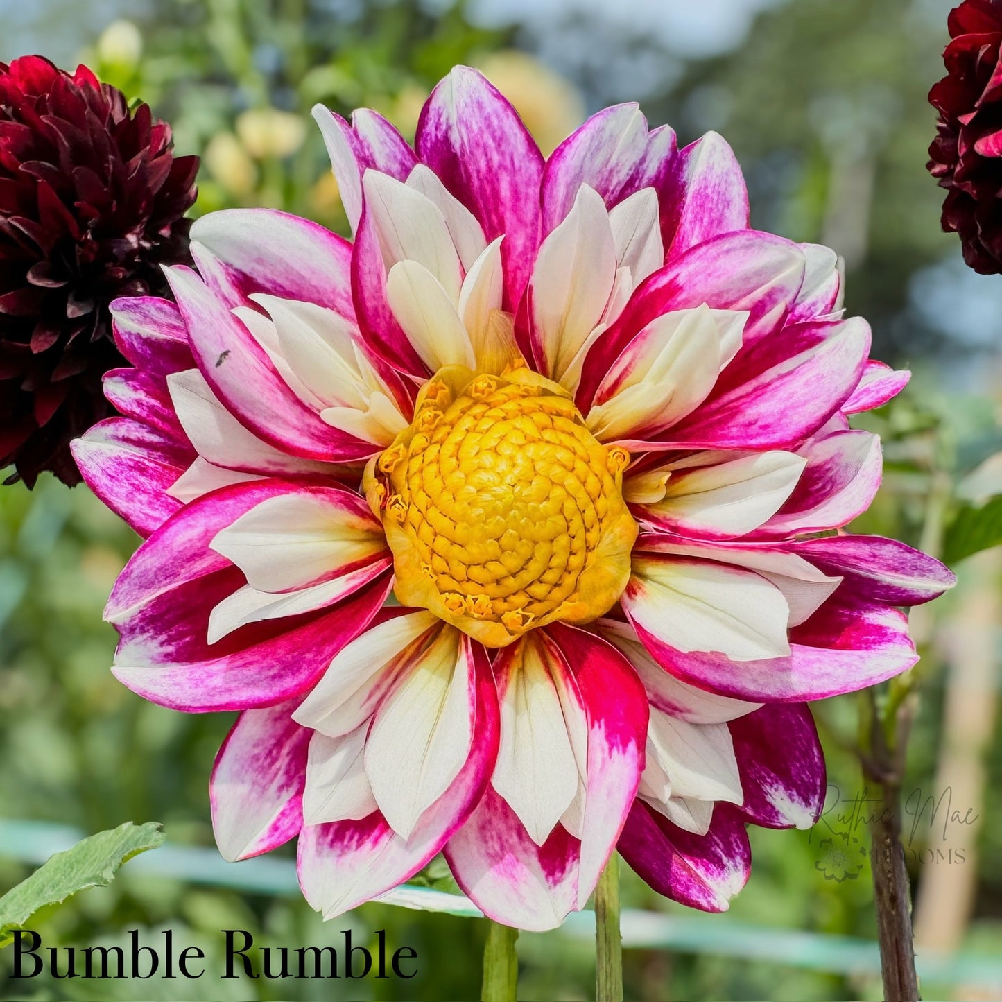 Bumble Rumble