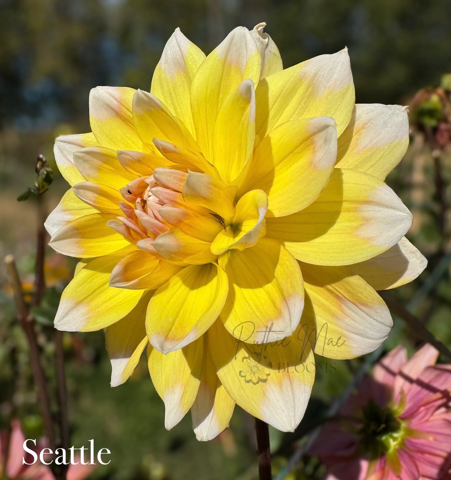 Seattle