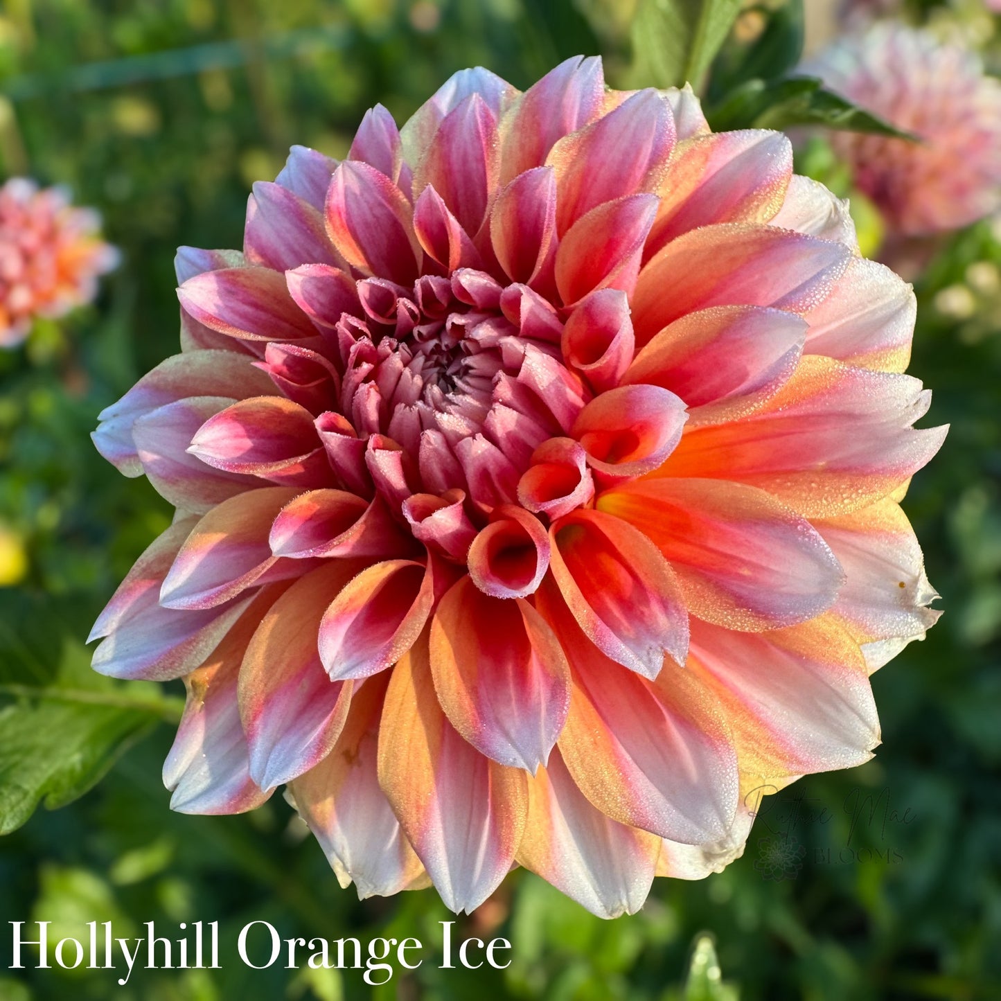 Hollyhill Orange Ice