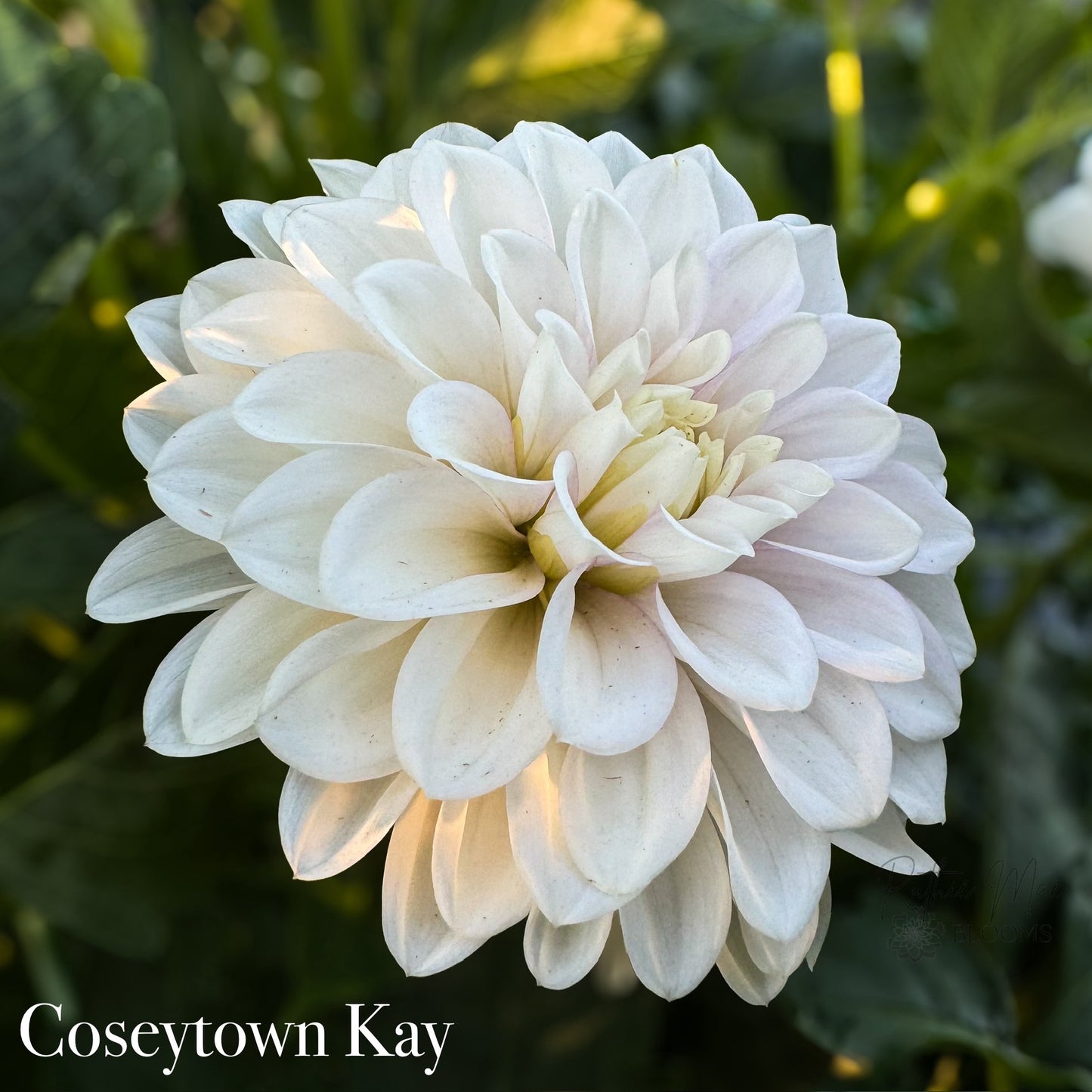 Coseytown Kay