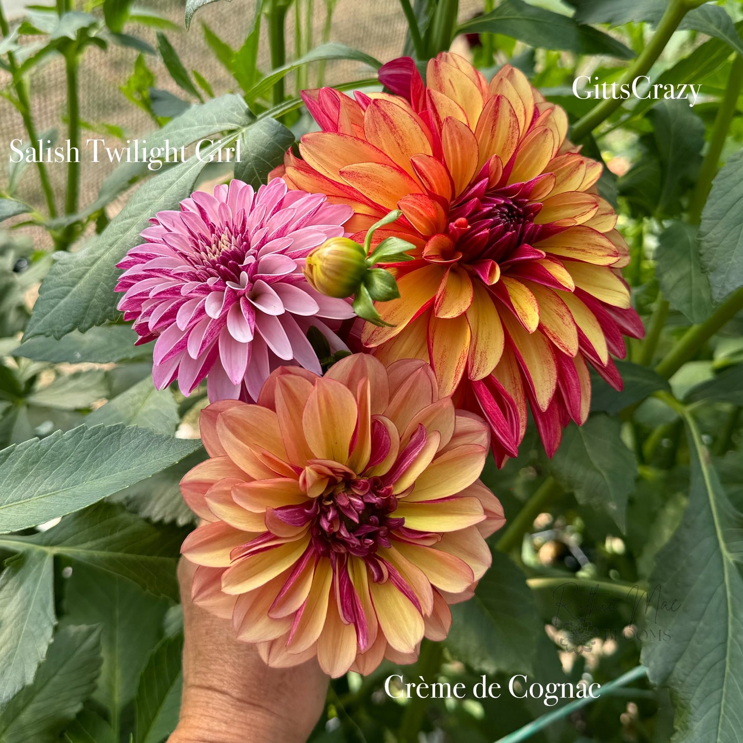 Salish Twilight Girl