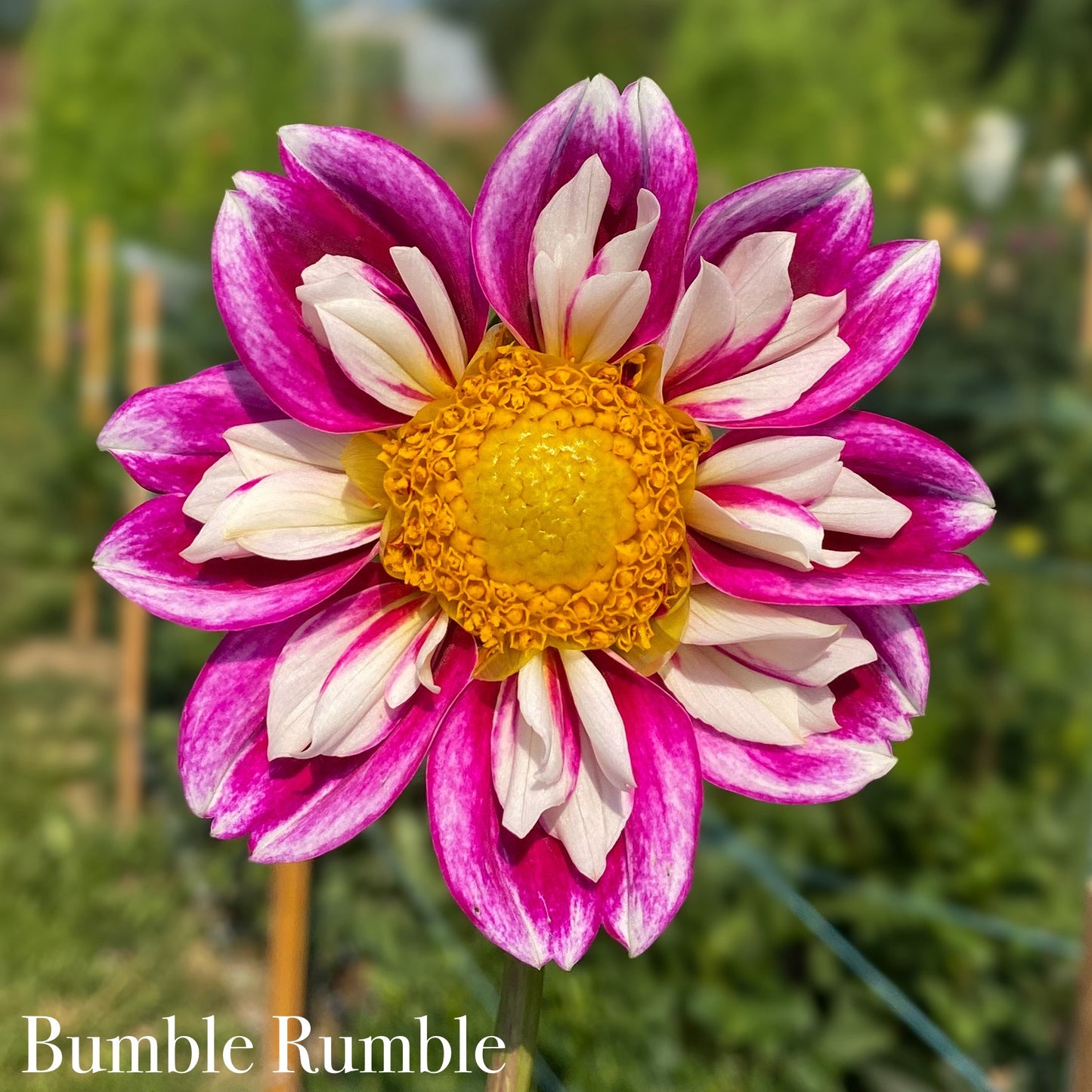 Bumble Rumble
