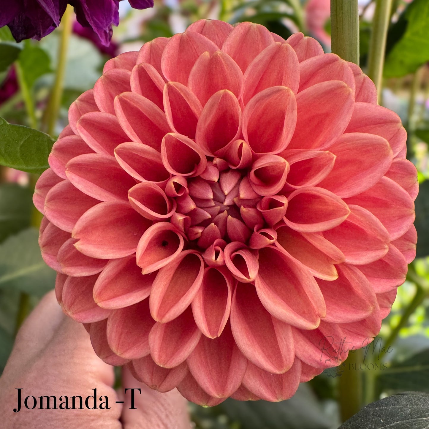 Jomanda
