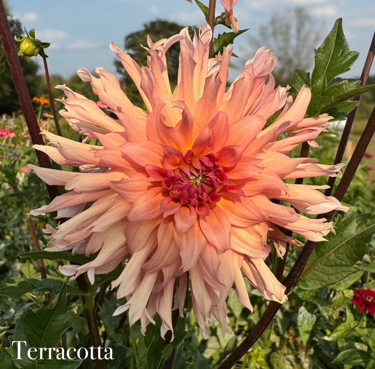 Cut Flower Bouquet Bundle