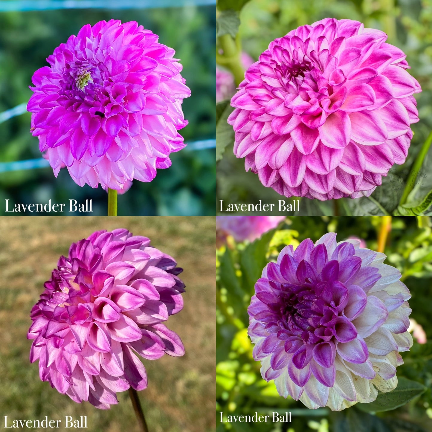 Lavender Ball - NoID