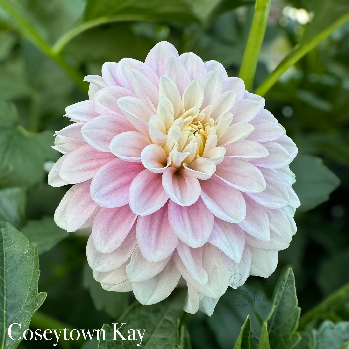 Coseytown Kay