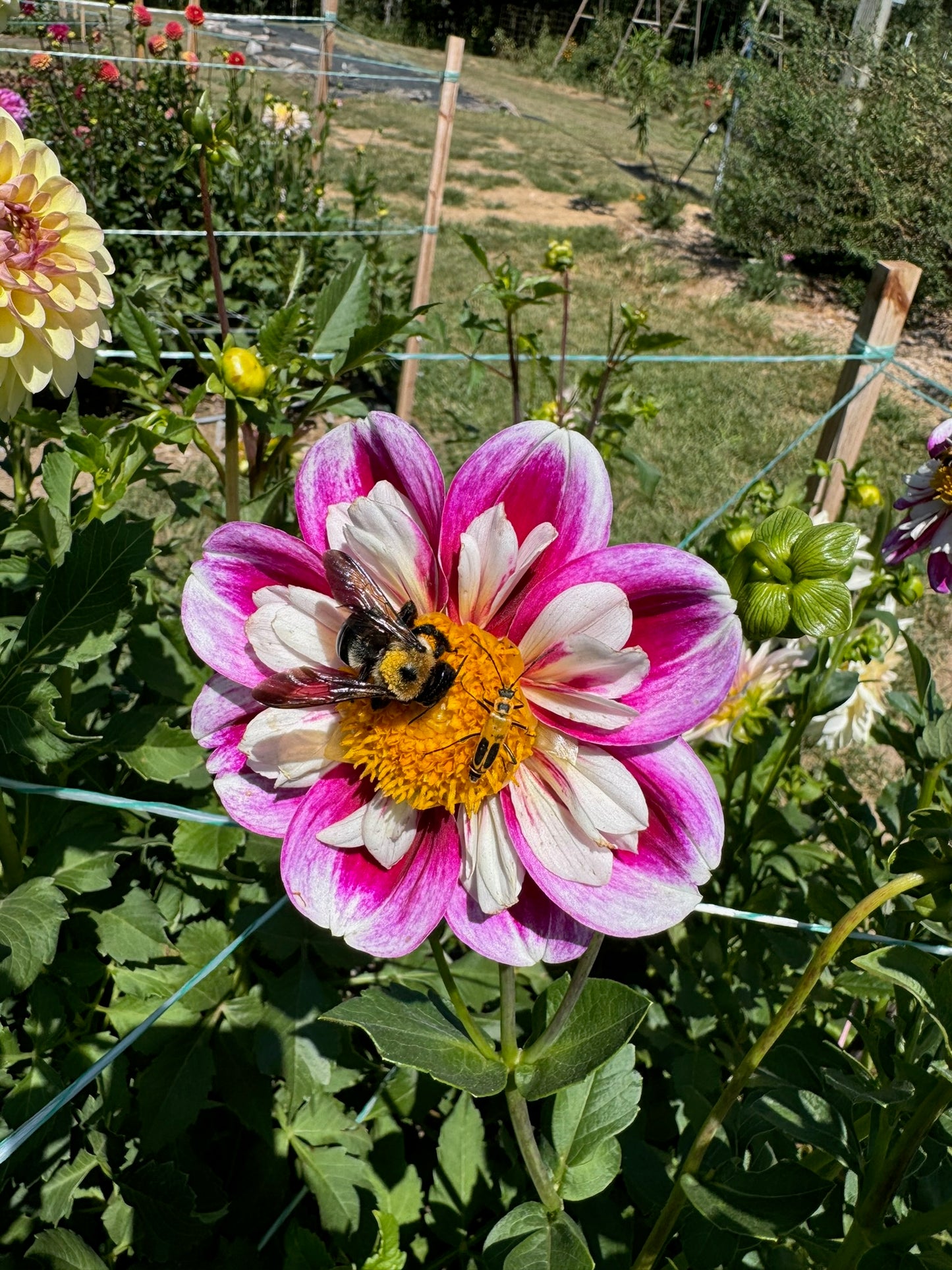 Bumble Rumble