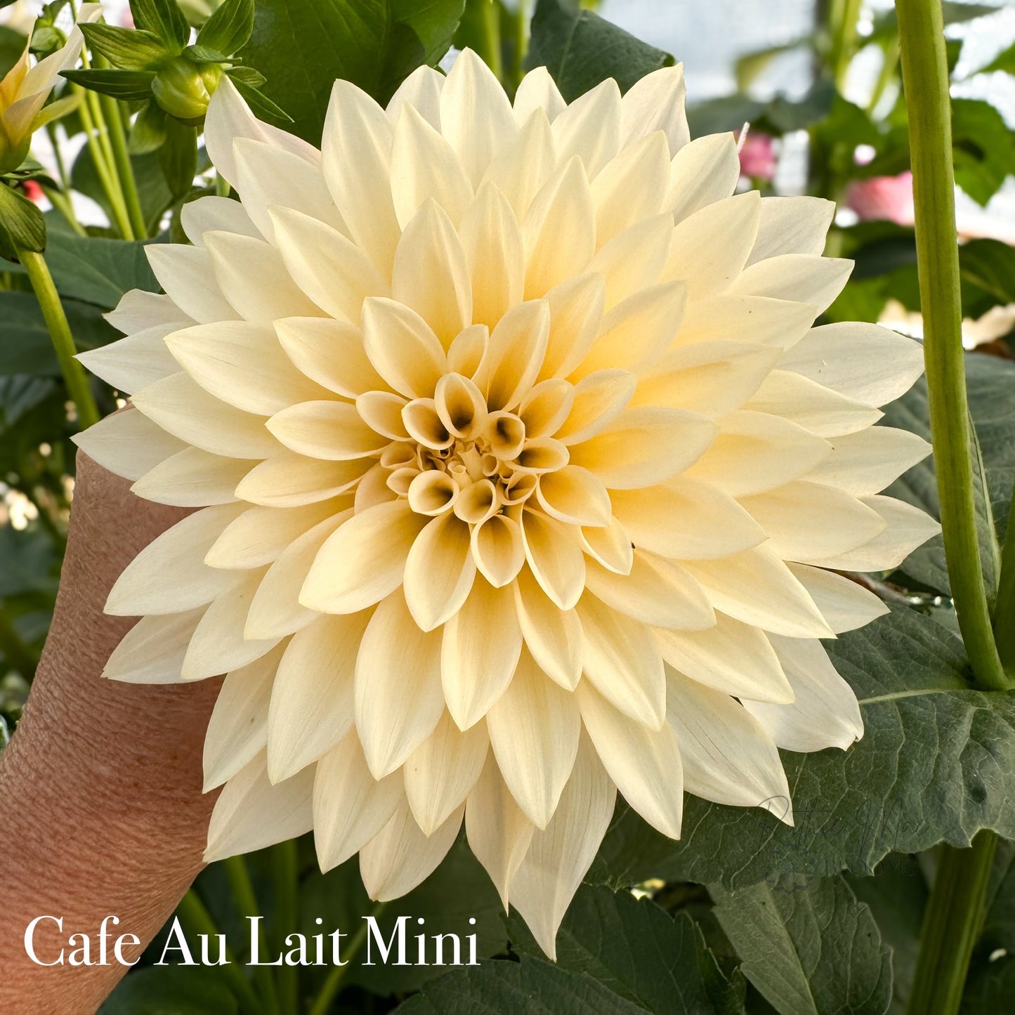 Cafe Au Lait Mini