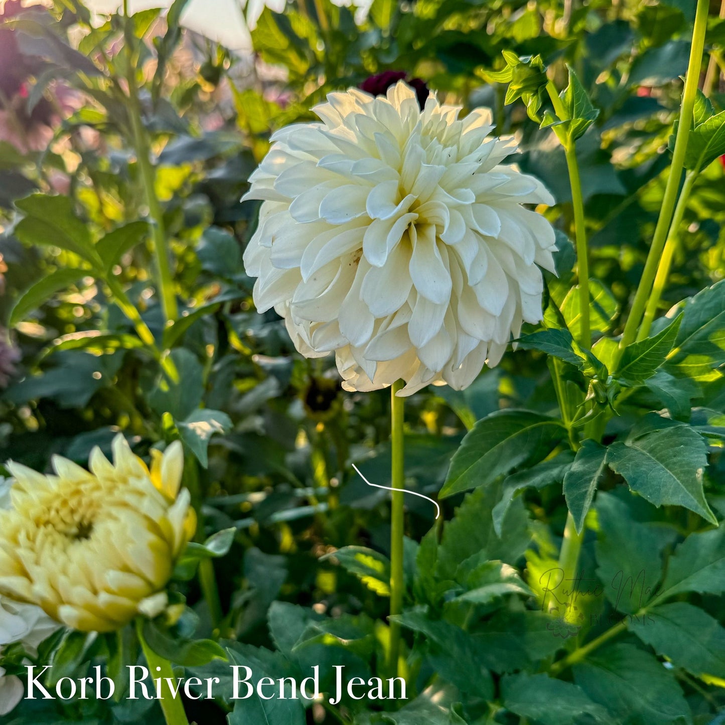 Korb River Bend Jean