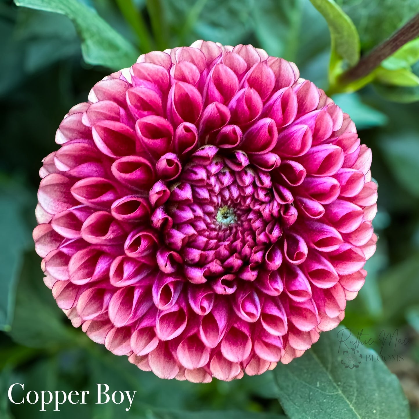 Copper Boy
