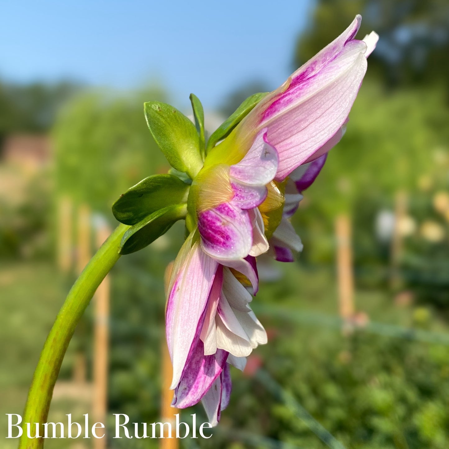 Bumble Rumble