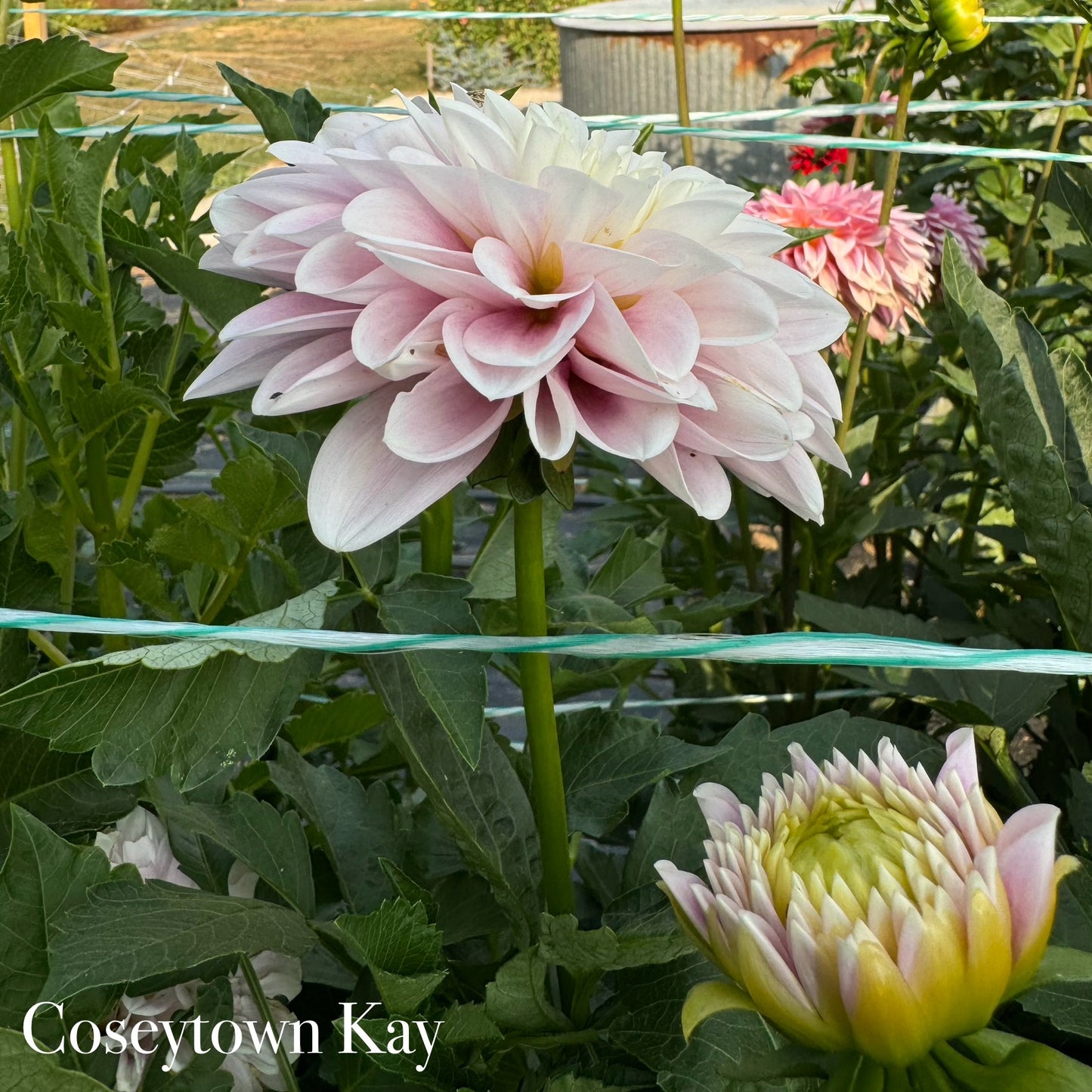 Coseytown Kay