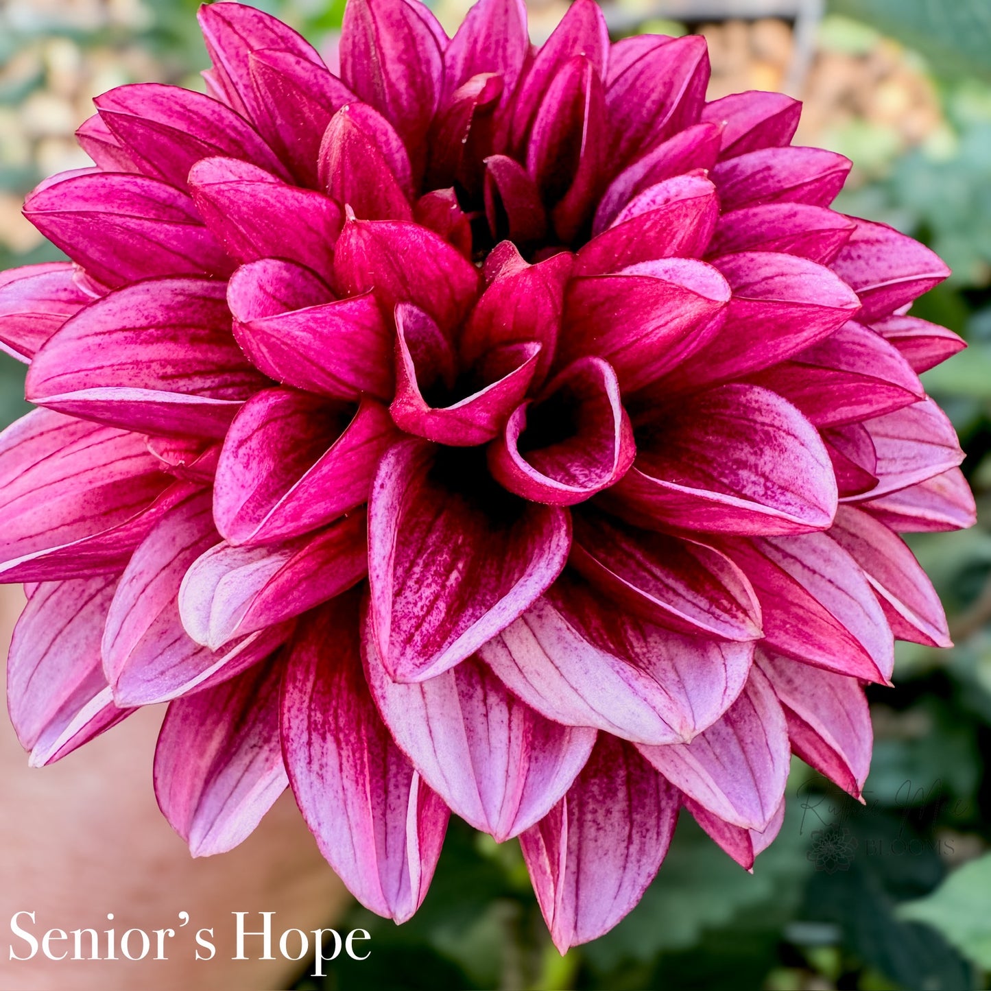 Seniors Hope