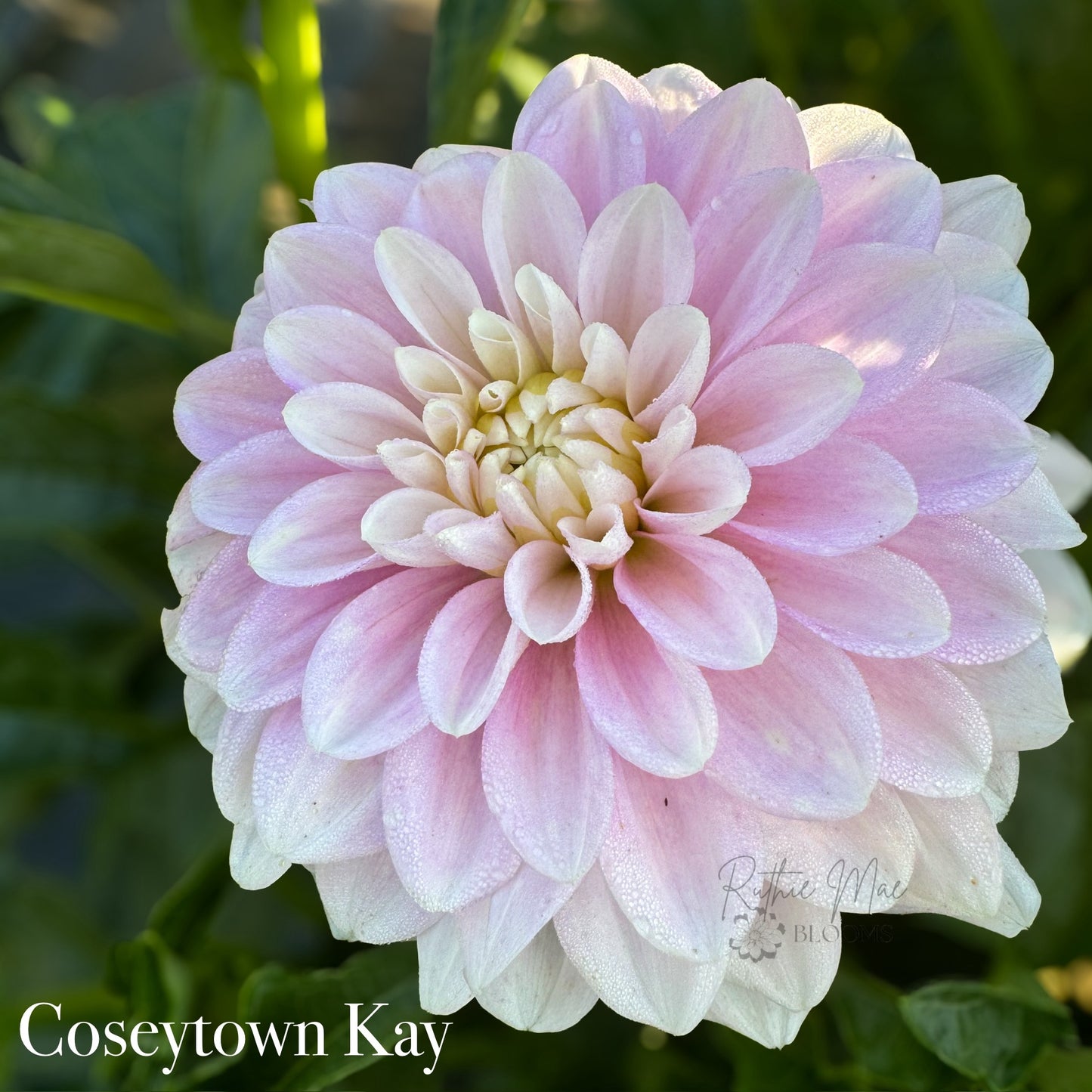 Coseytown Kay