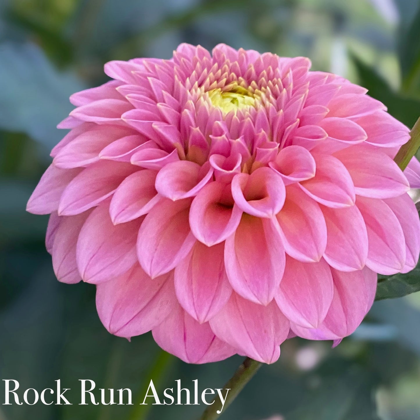 Rock Run Ashley