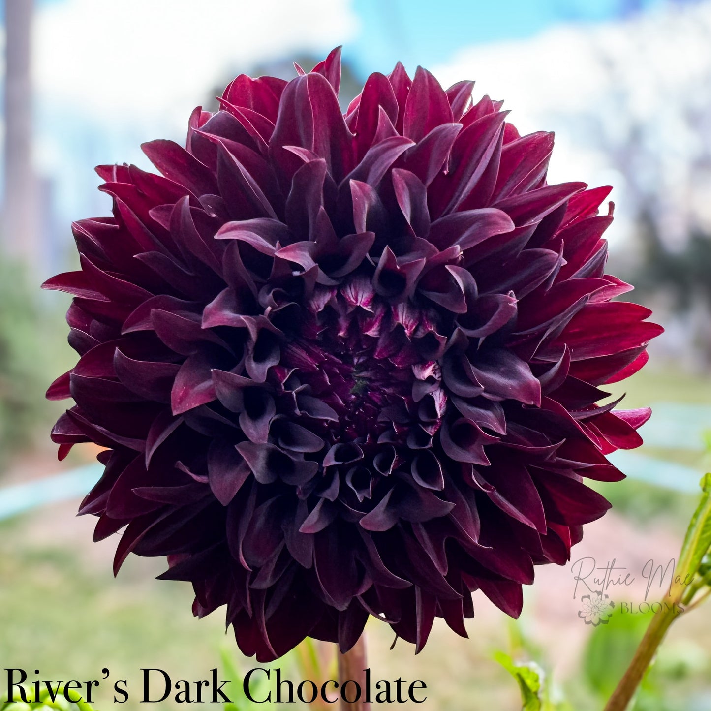 River's Dark Chocolate
