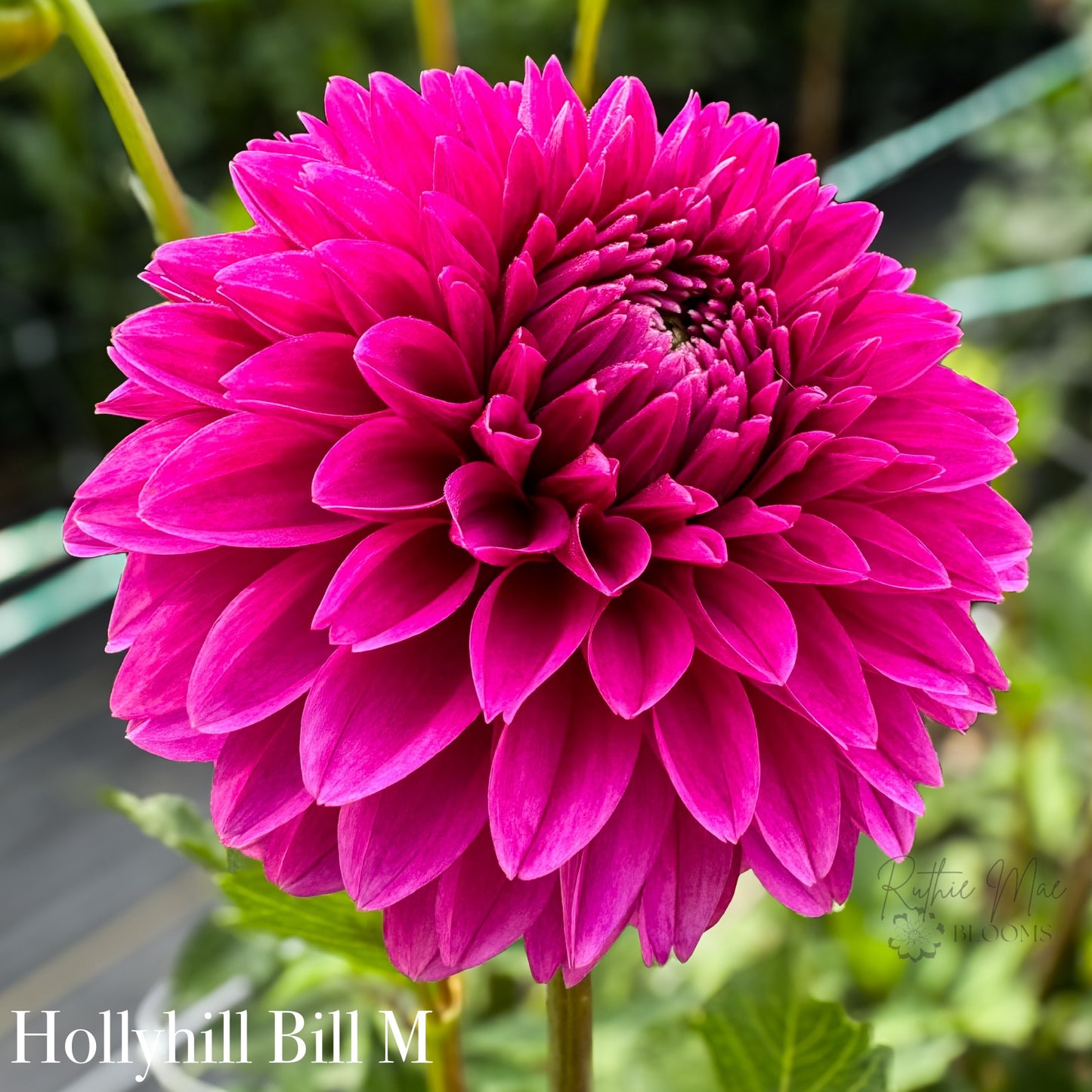 Hollyhill Bill M