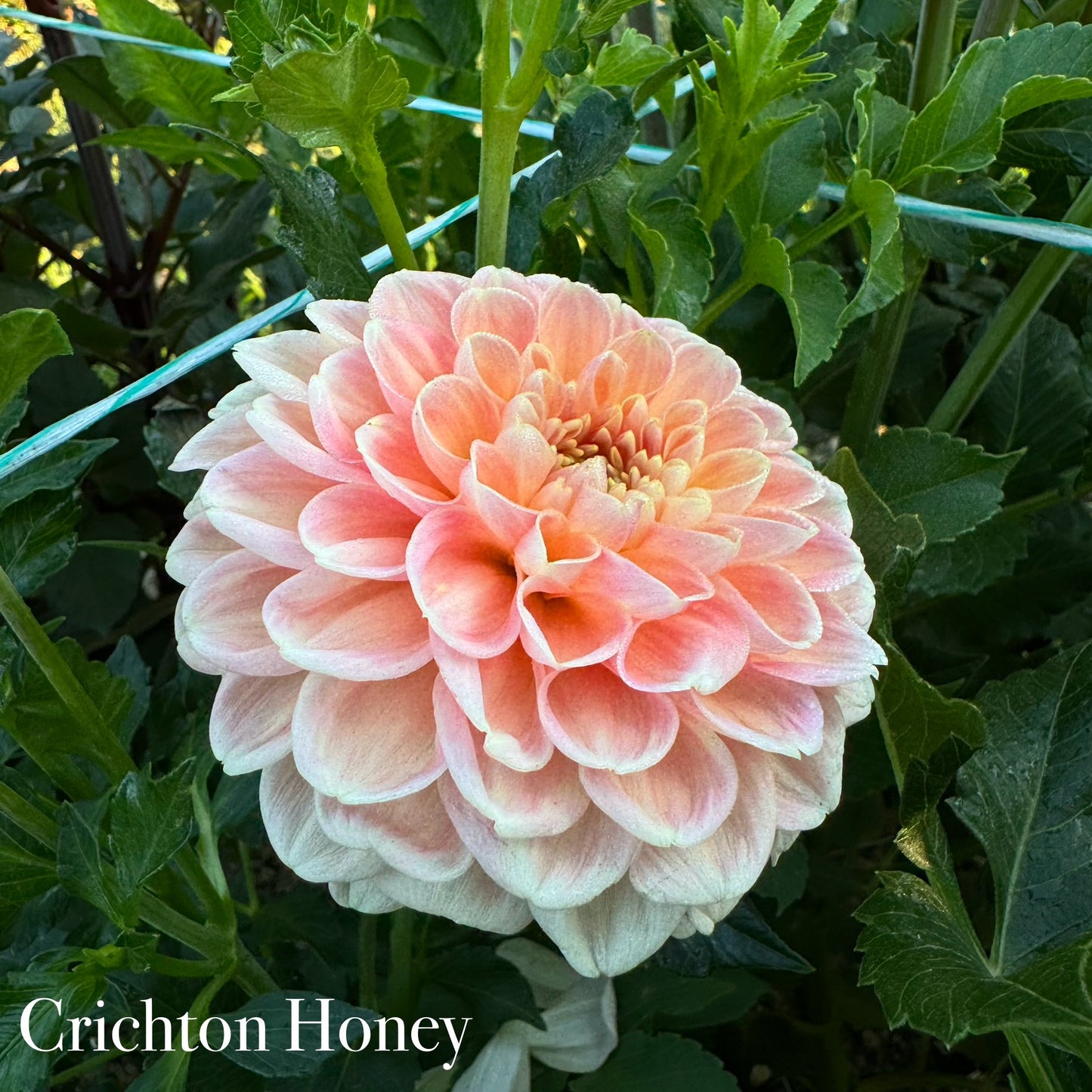 Crichton Honey