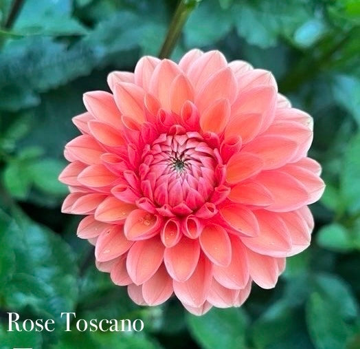 Rose Toscano