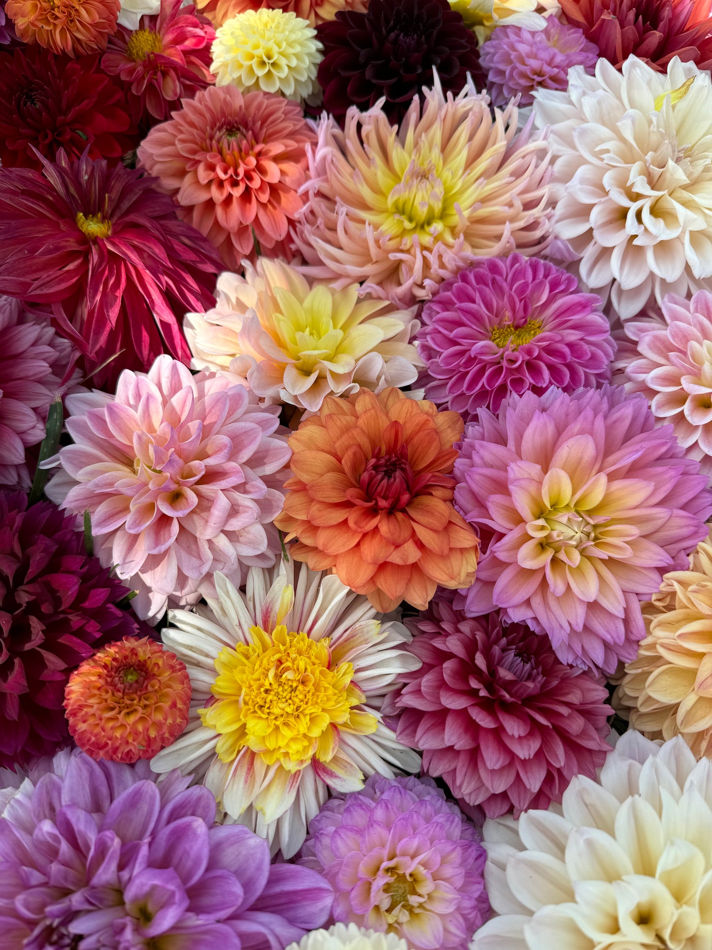 A Growers Choice Bundle