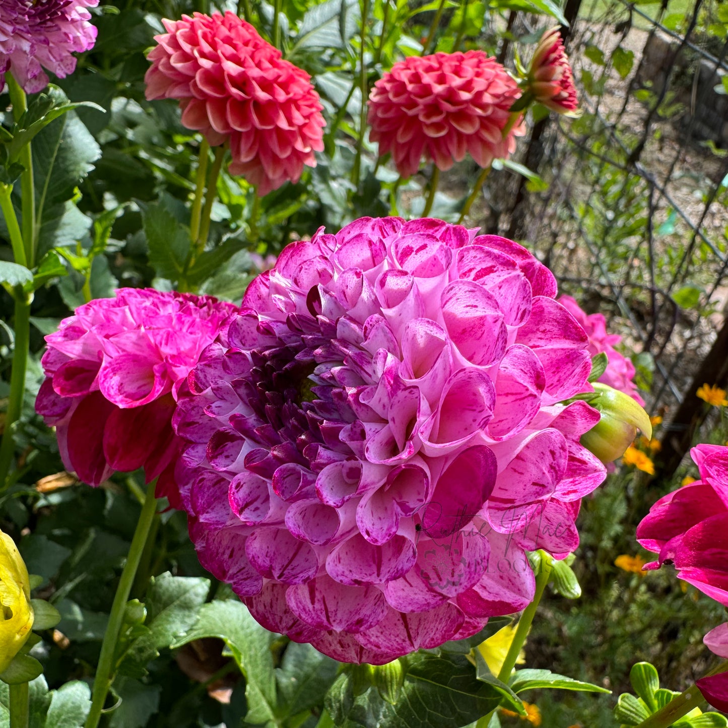 Purple Bi-Color Ball
