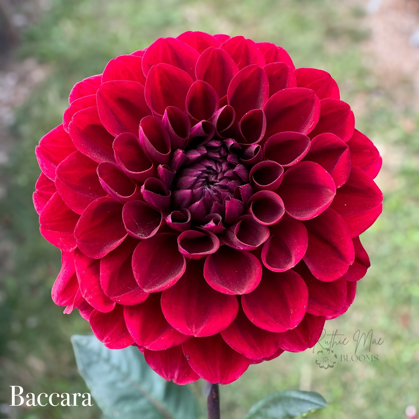 Baccara