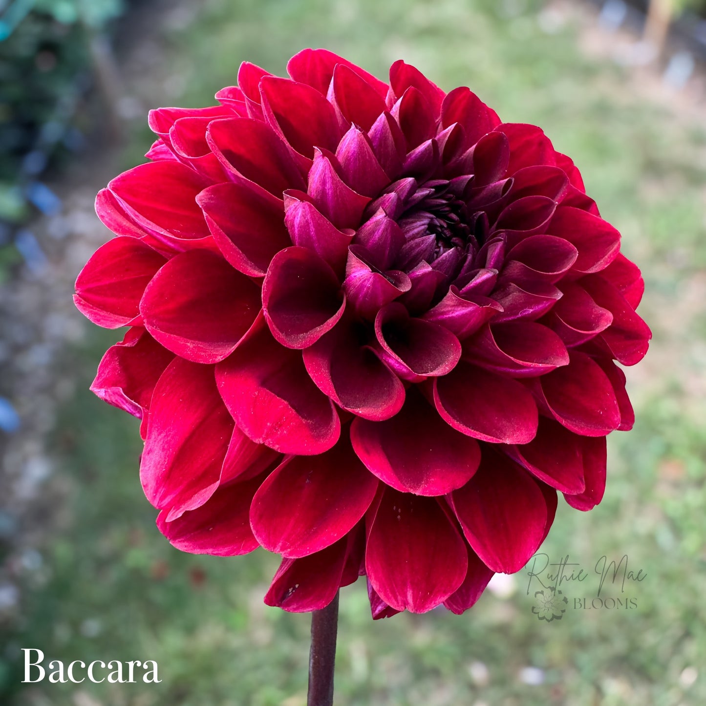 Baccara