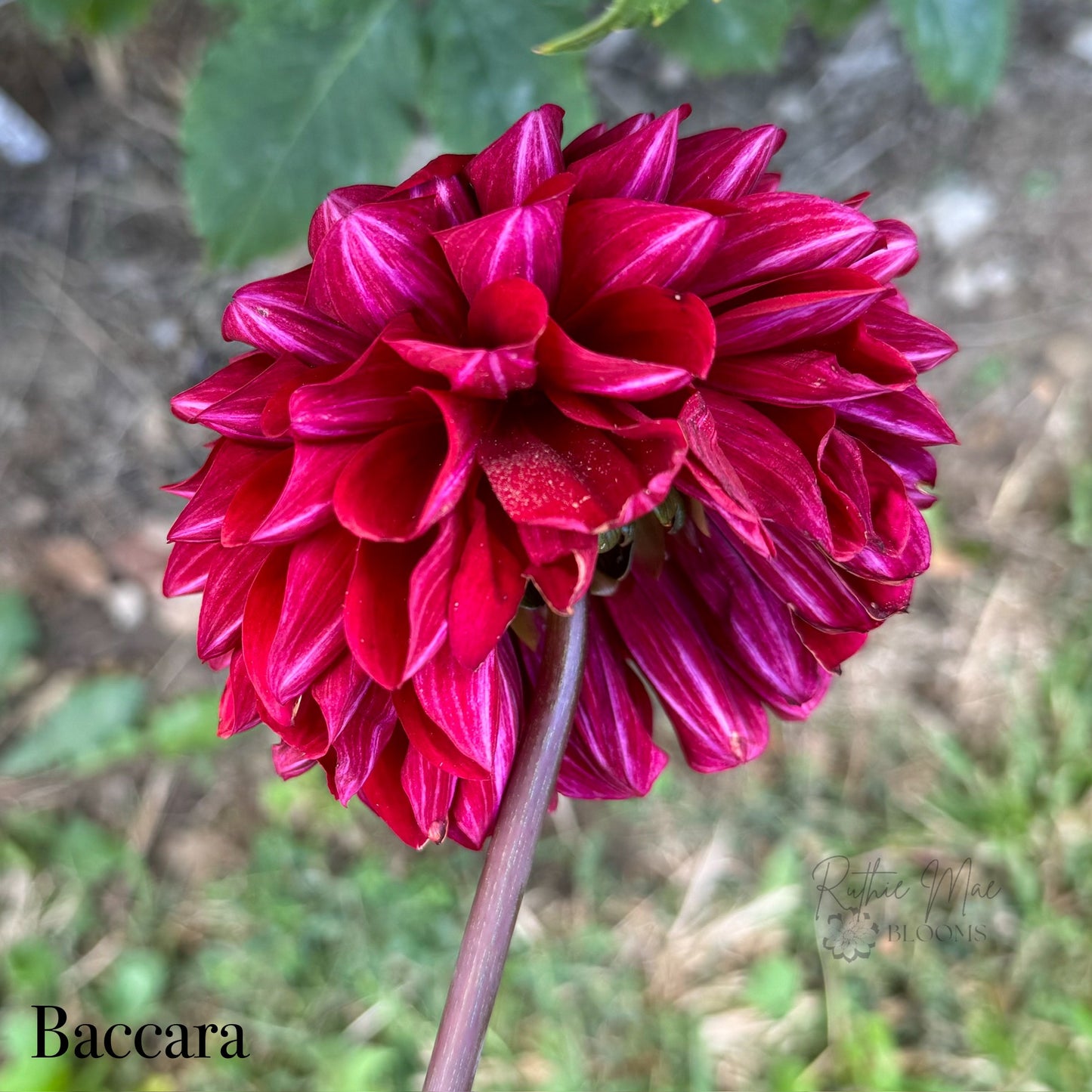 Baccara