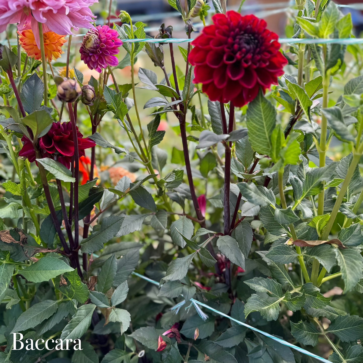 Baccara