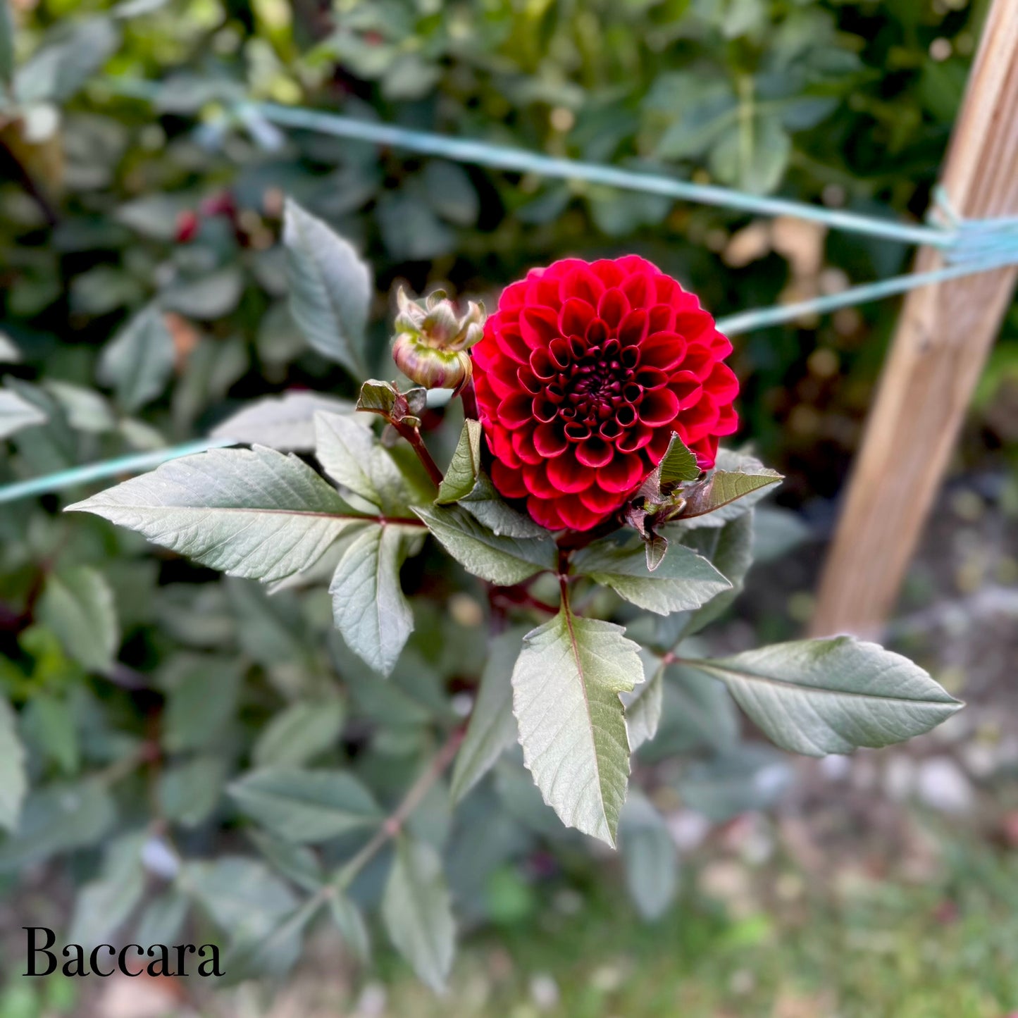 Baccara