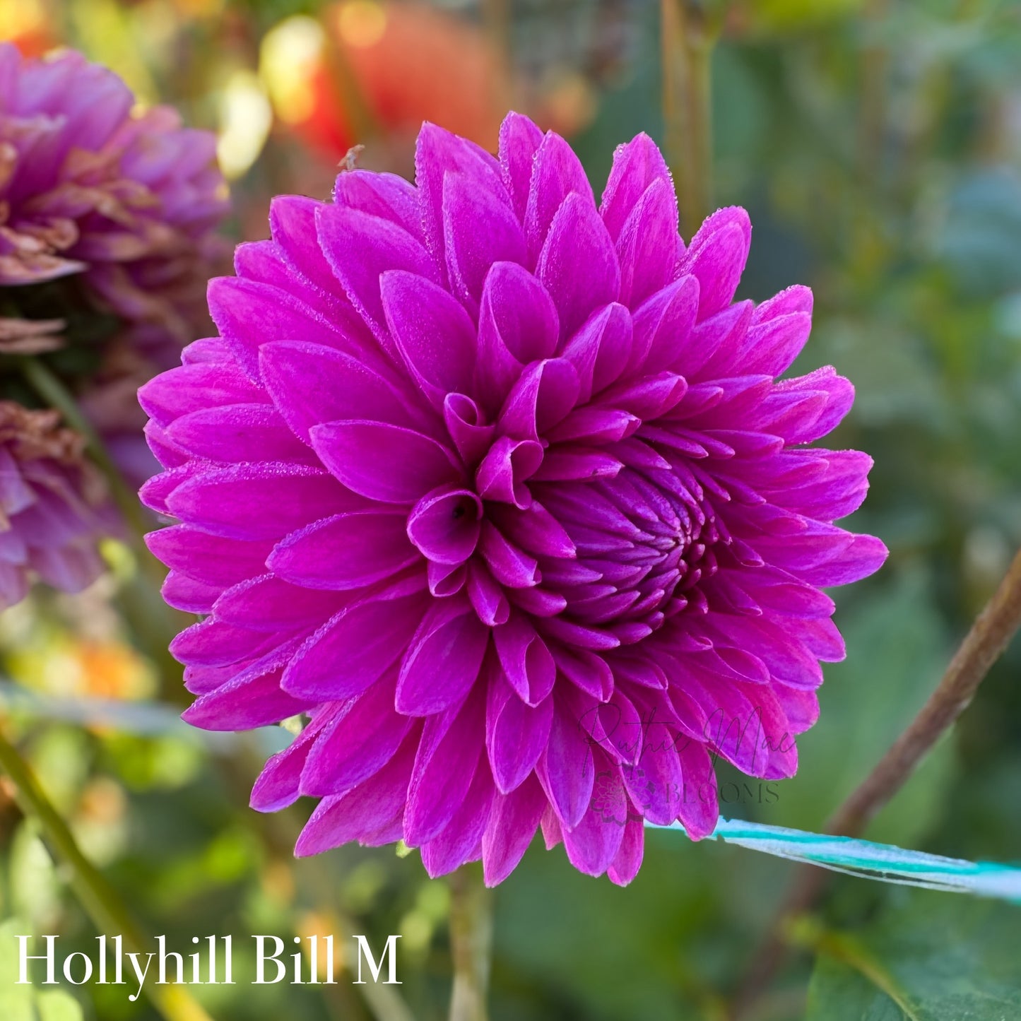 Hollyhill Bill M