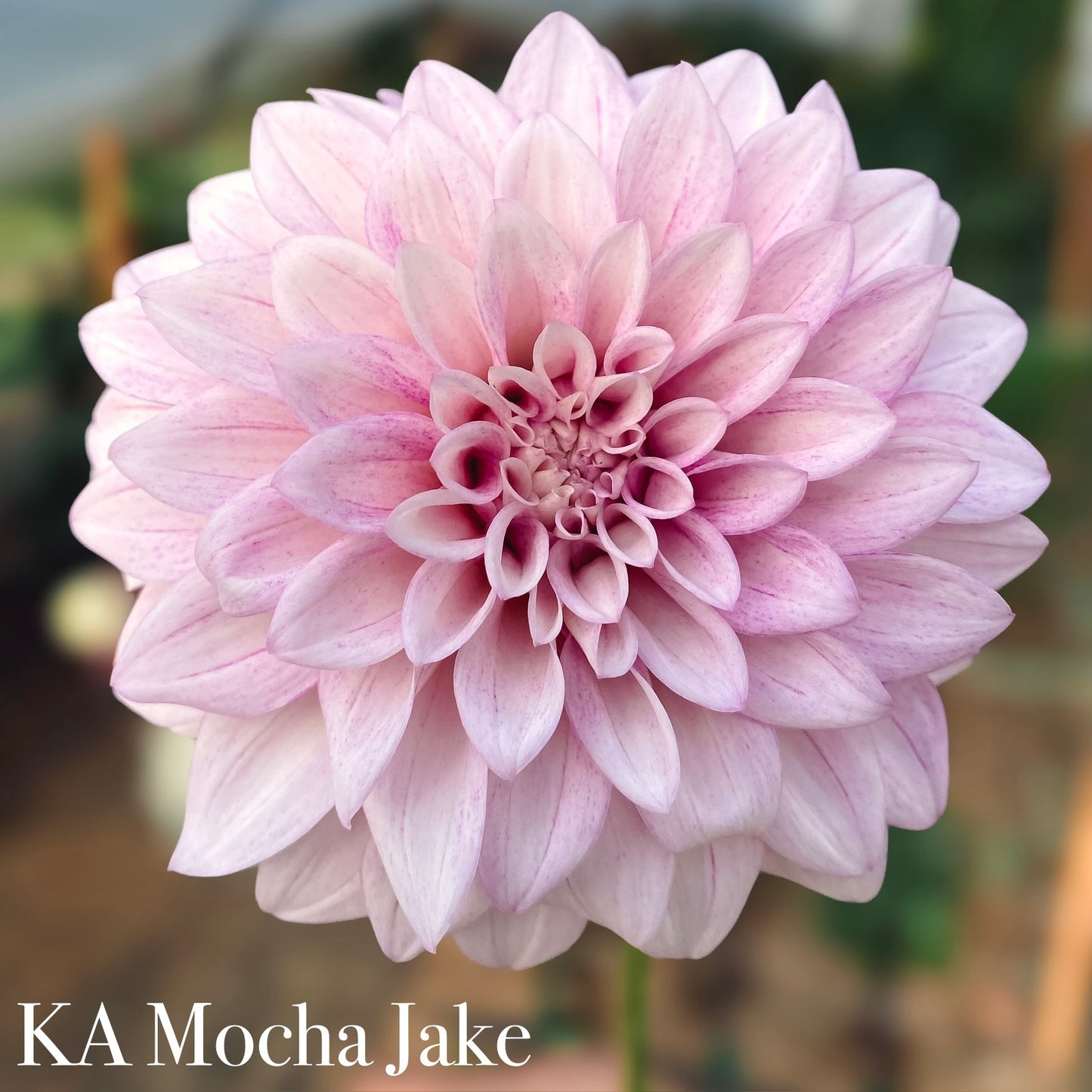 KA Mocha Jake