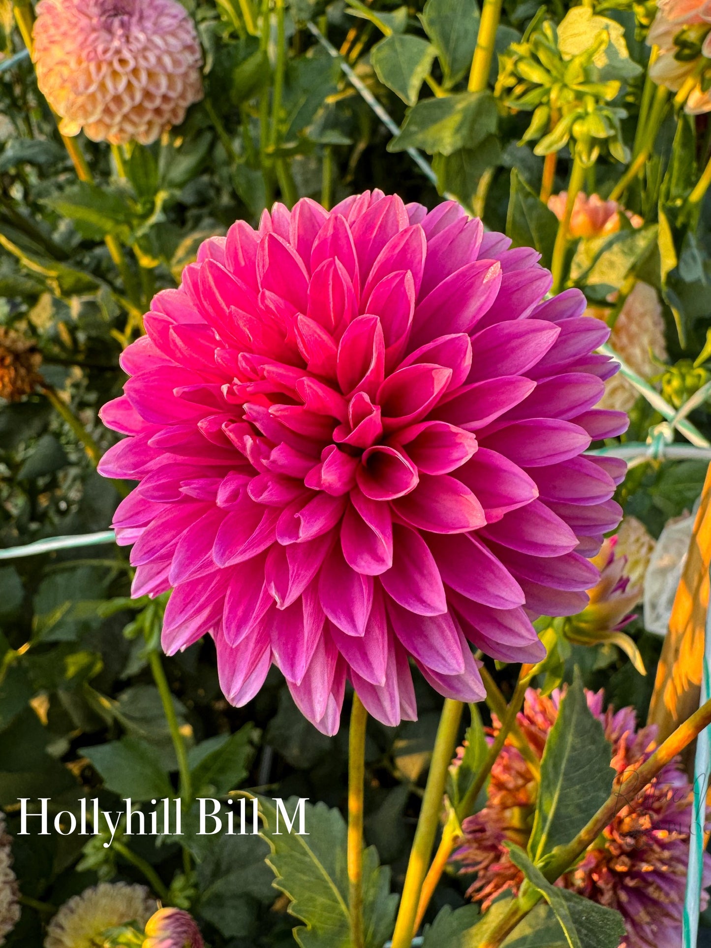 Hollyhill Bill M