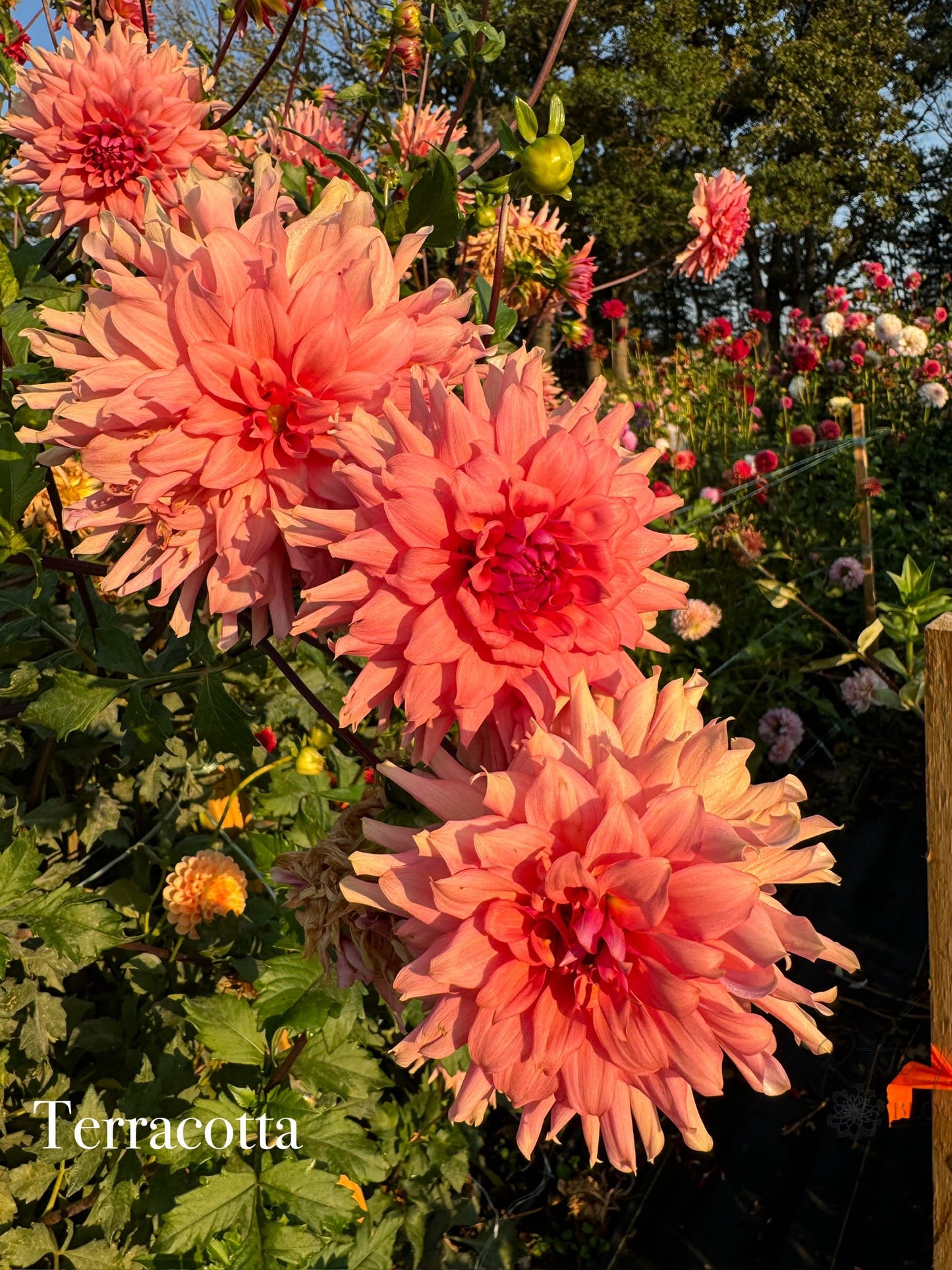 Terracotta