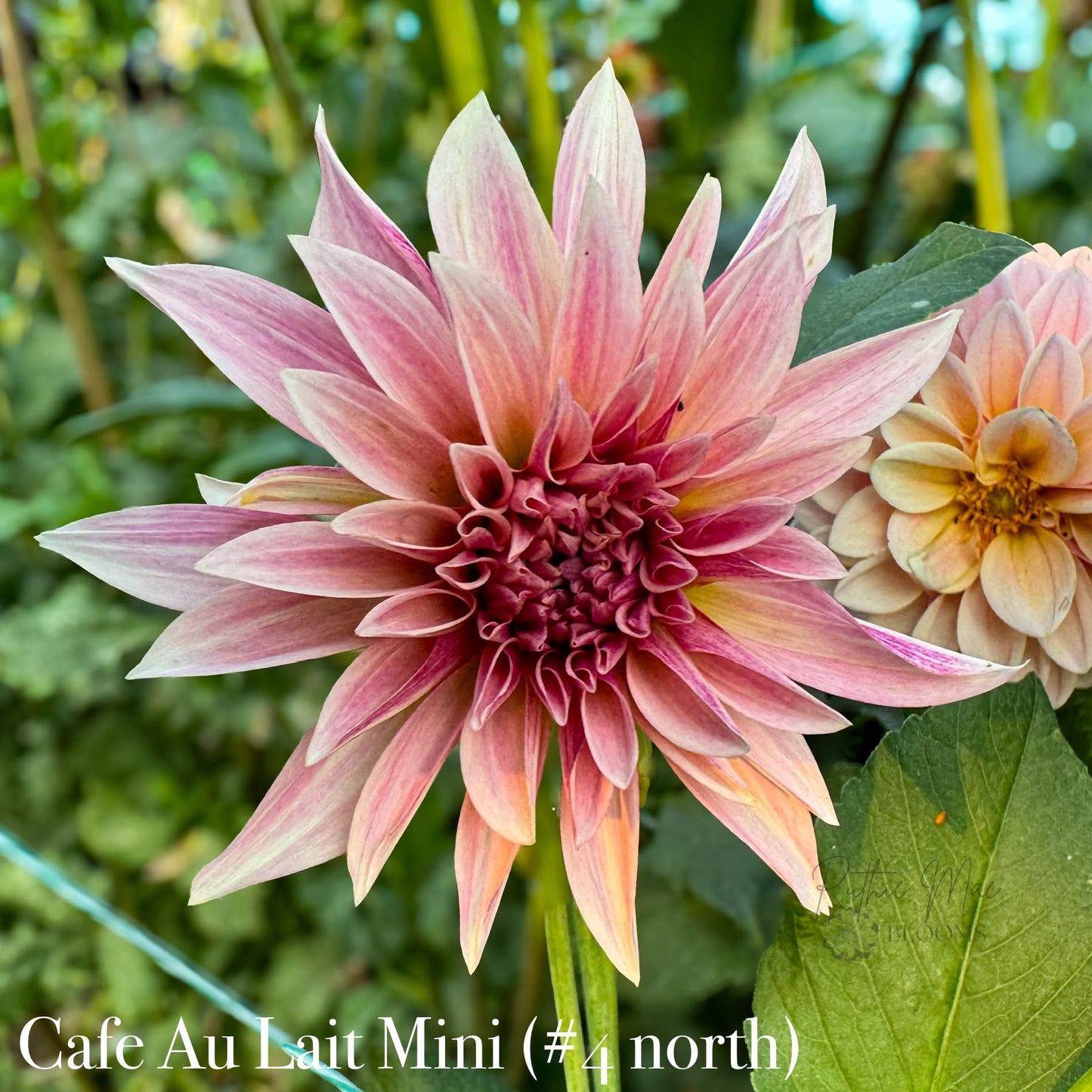 Cafe Au Lait Mini