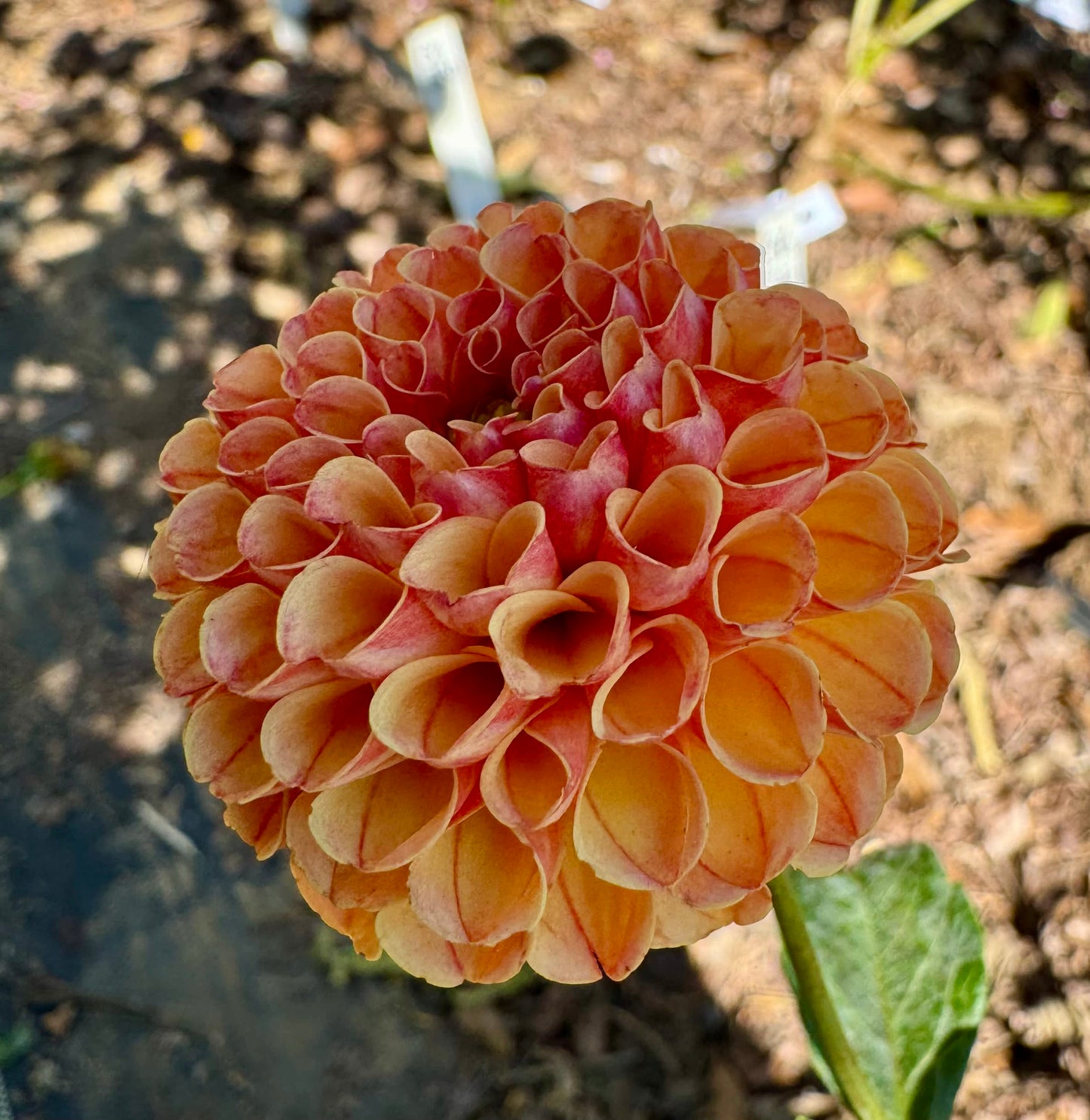 Tiny
