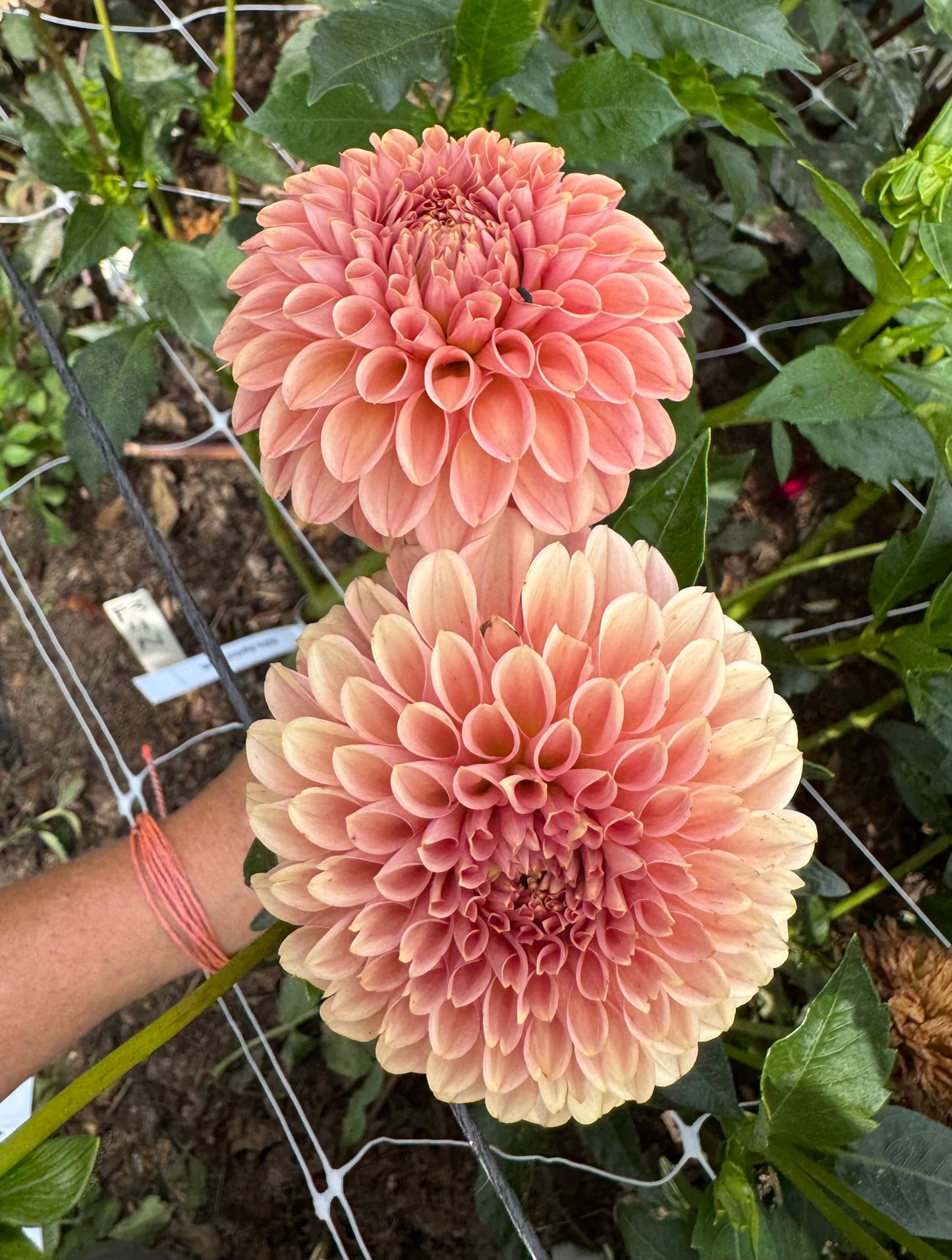 KA's Apricot Jam - LIMIT 1