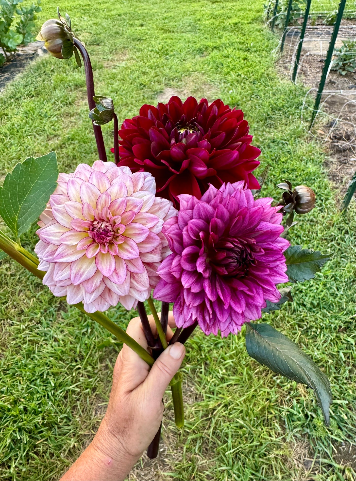 KA's Mocha Katie - LIMIT 1