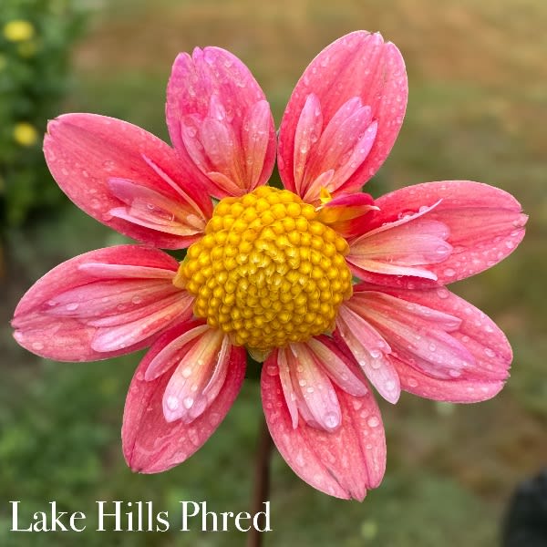 Lake Hills Phred