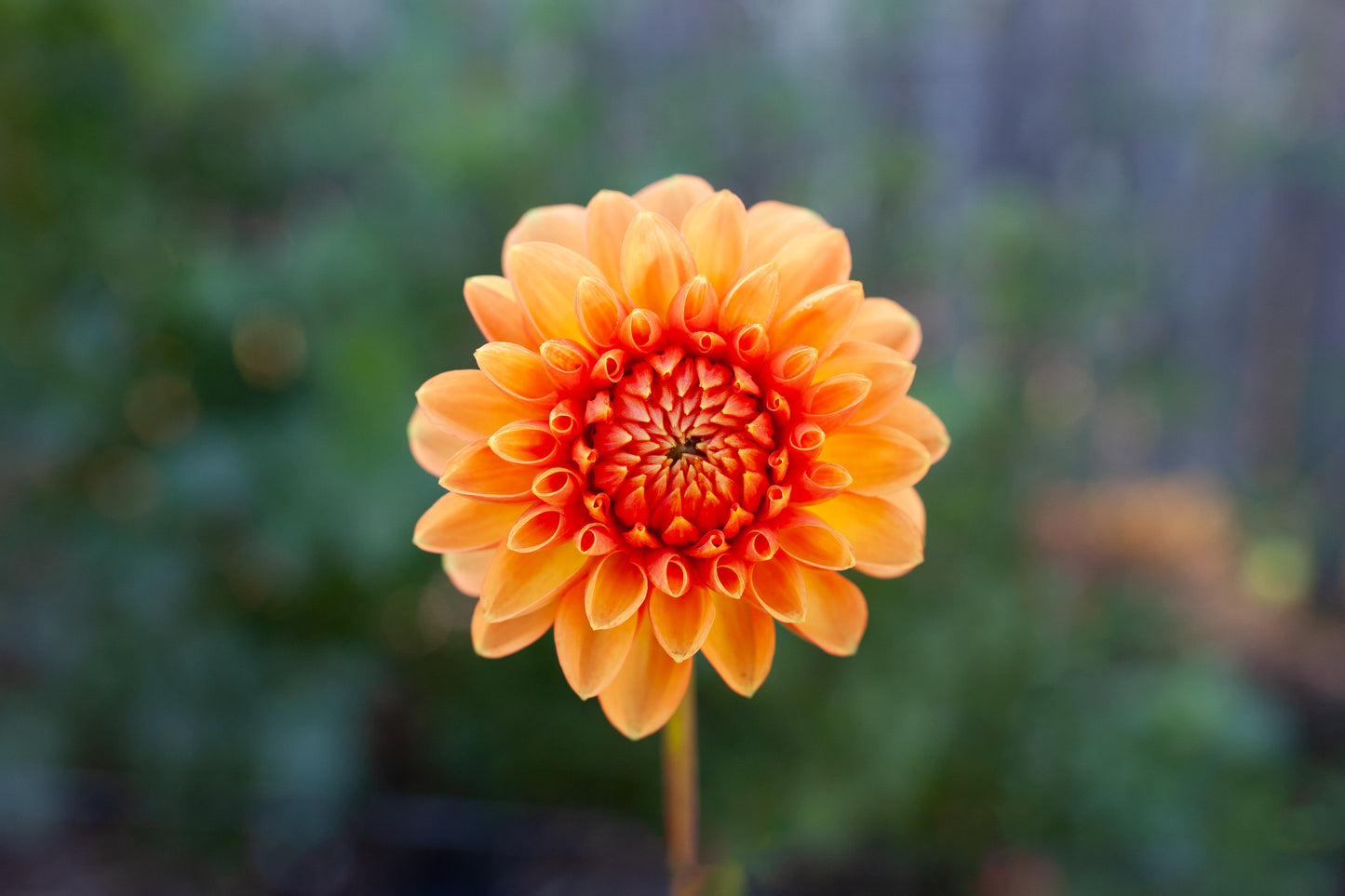 Amber Queen