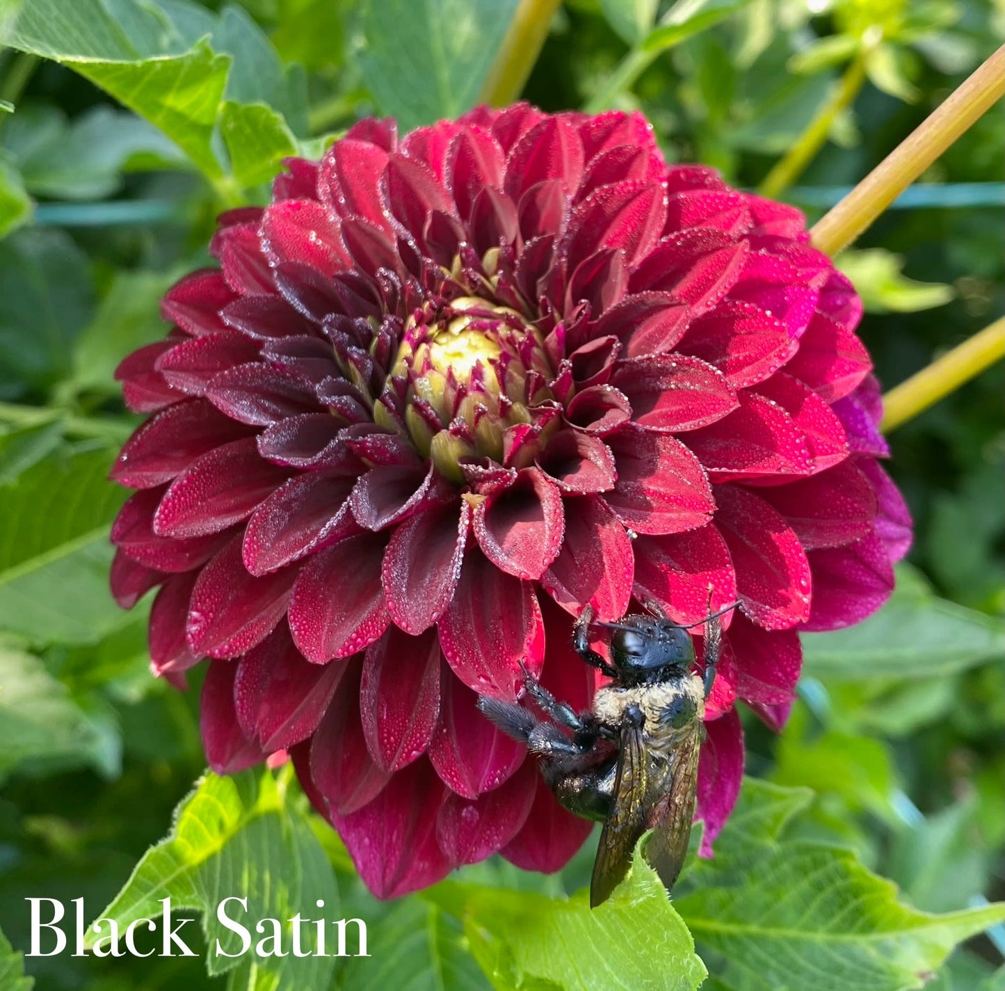 Black Satin